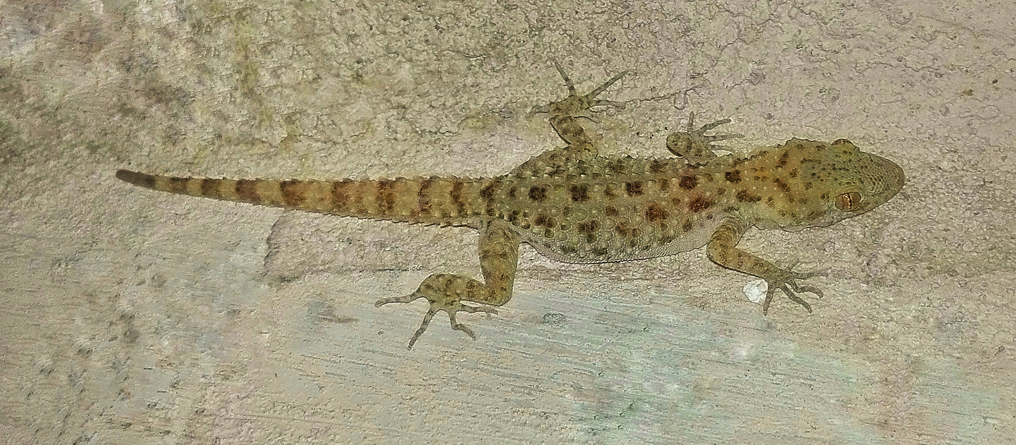 HUAWEI Che2-L11 sample photo. Lizard on wall photography