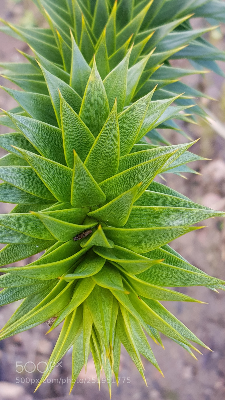 Samsung Galaxy S8 sample photo. Untitled photography