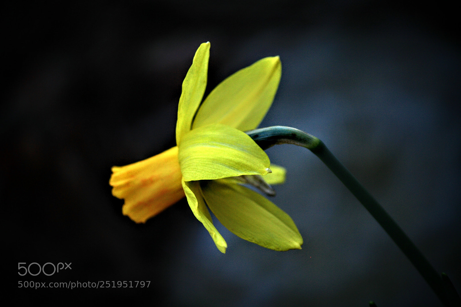 Canon EOS 1000D (EOS Digital Rebel XS / EOS Kiss F) sample photo. Spring is here photography