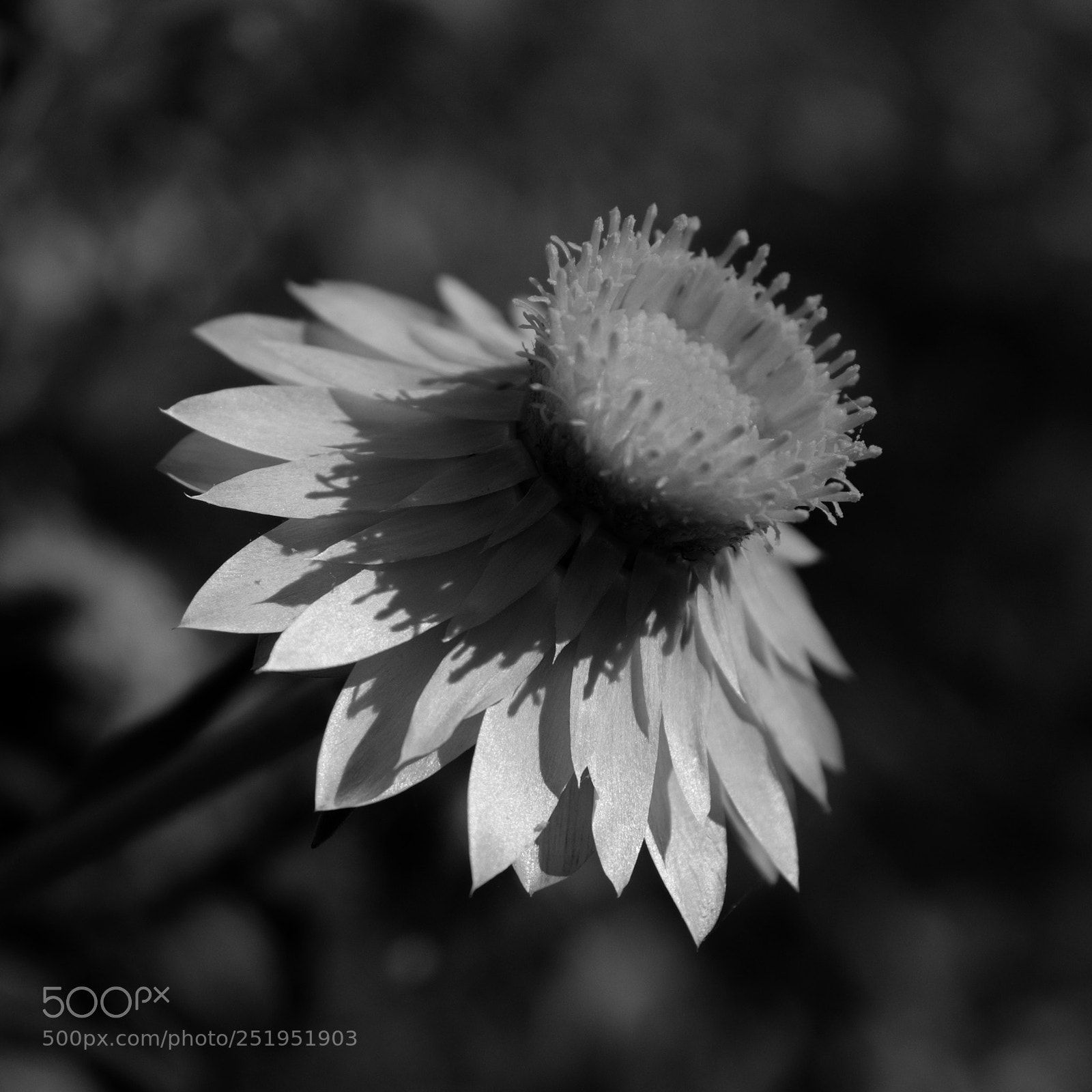 Fujifilm X100F sample photo. Blades of summer photography