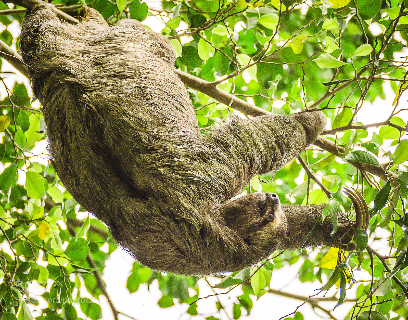 Nikon D5100 sample photo. Sloth photography