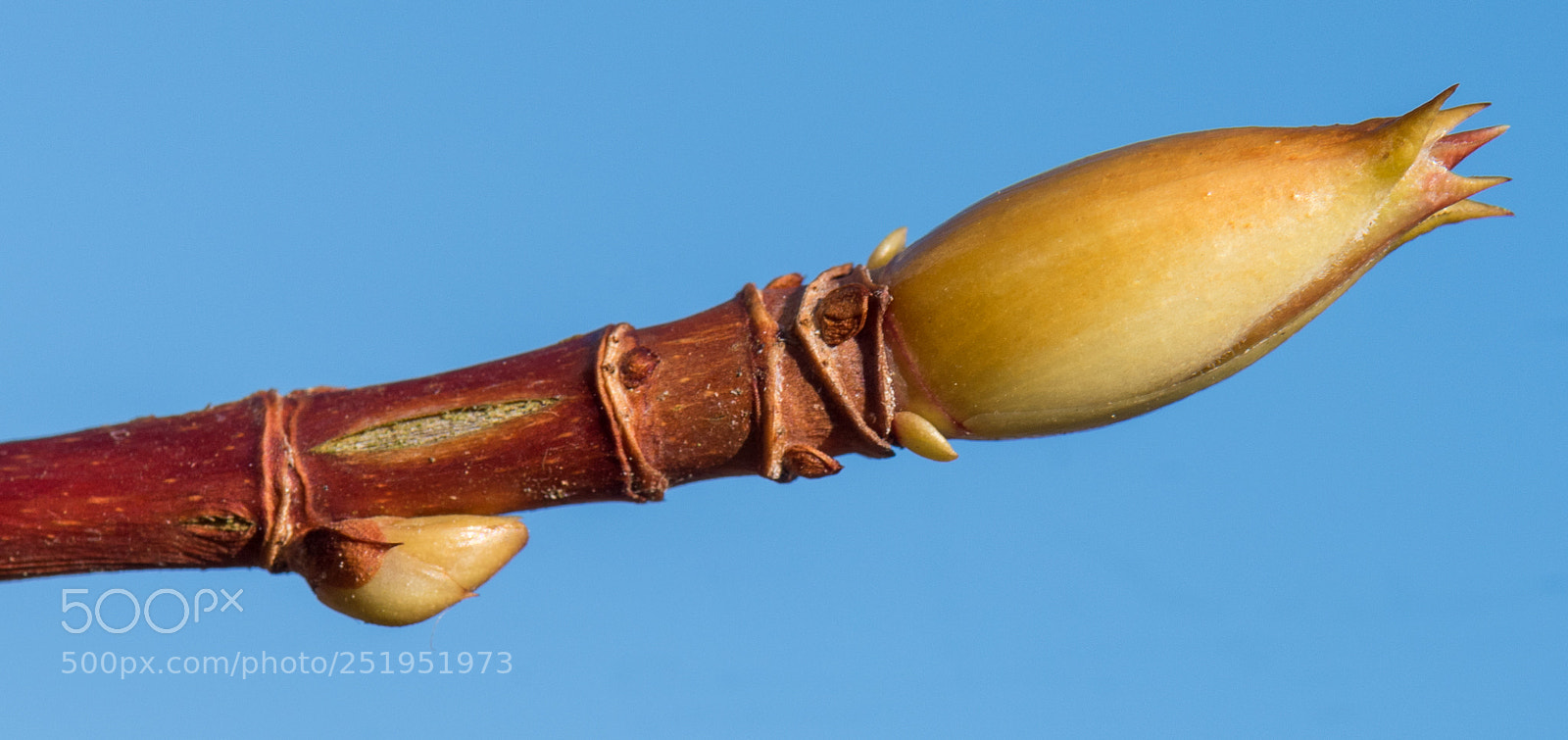 Nikon D810 sample photo. Spring photography