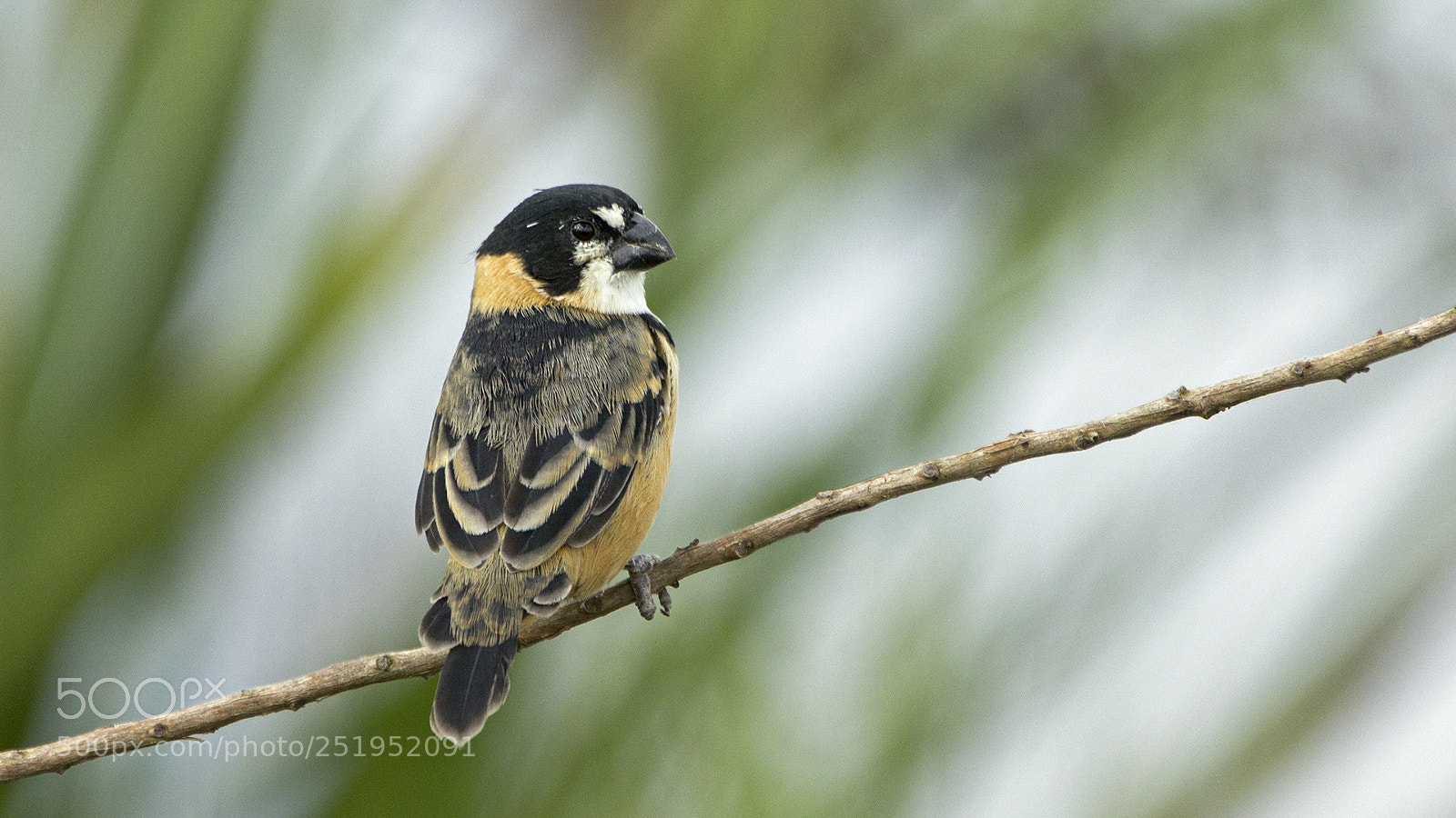 Canon EOS 60D sample photo. Rusty-collared seedeater photography