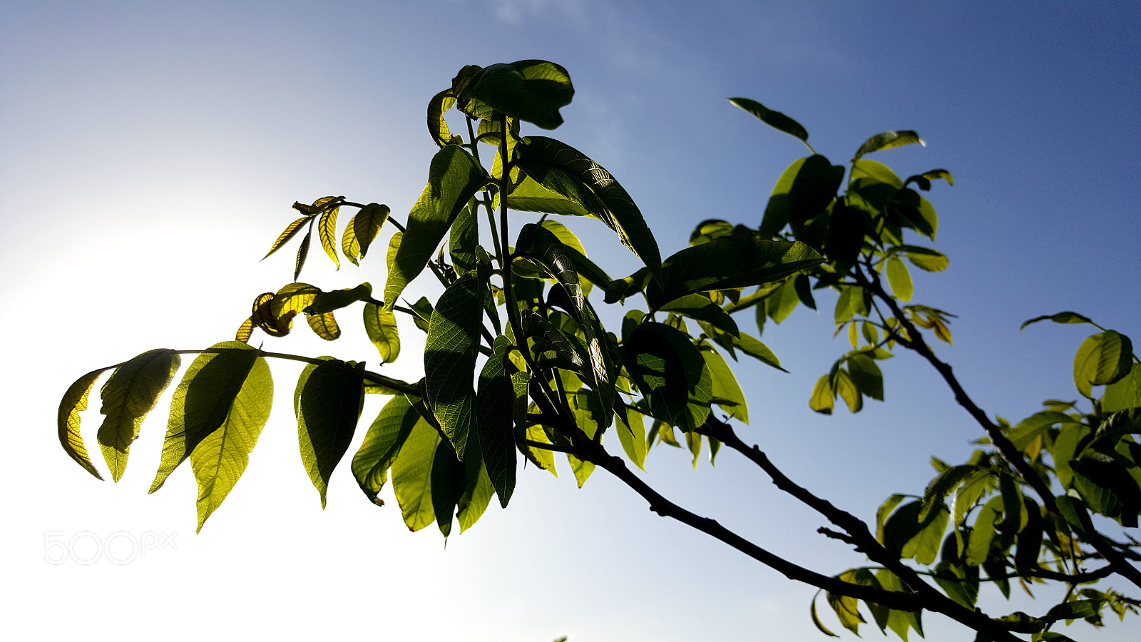 Samsung Galaxy Note5 sample photo. Blueberry tree photography
