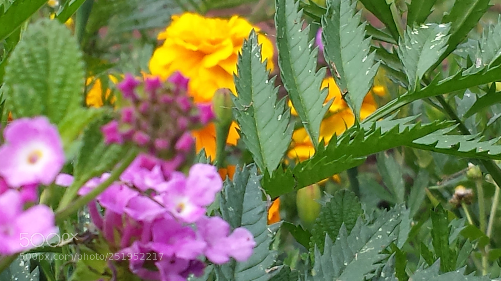 Samsung Galaxy S4 sample photo. Untitled photography