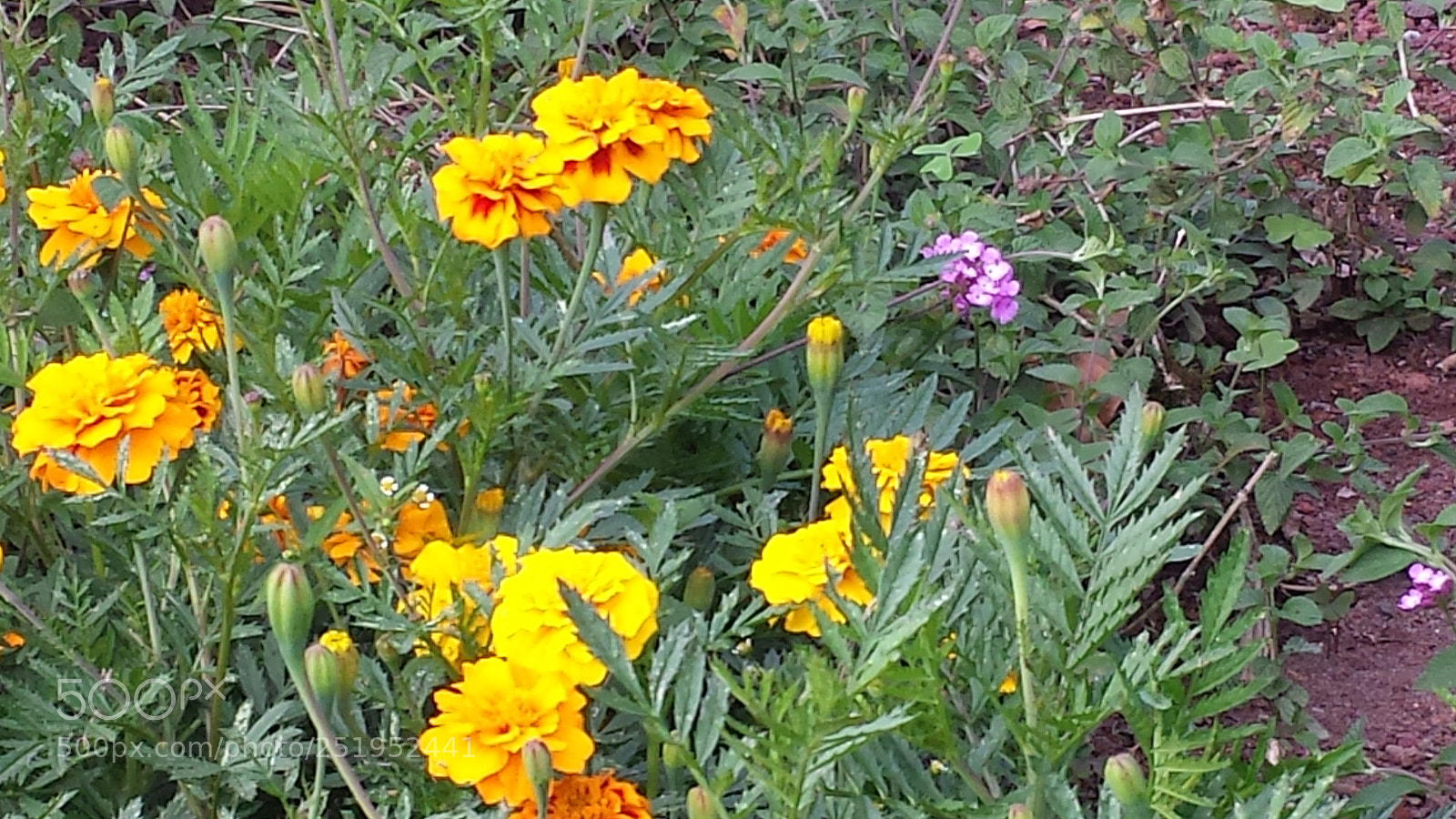 Samsung Galaxy S4 sample photo. Untitled photography