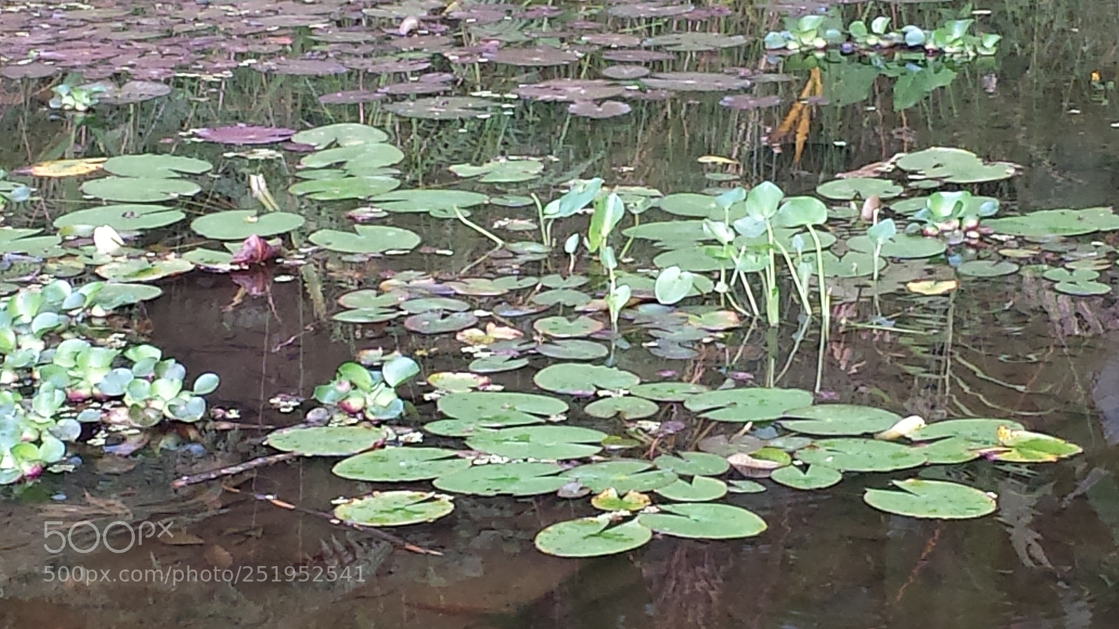 Samsung Galaxy S4 sample photo. Monet photography