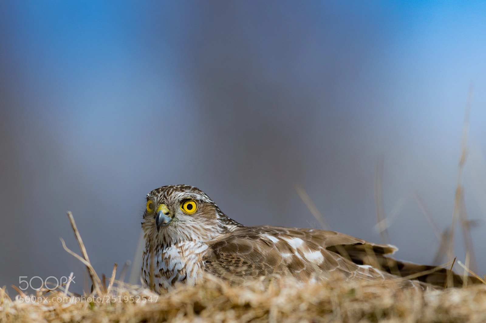 Nikon D500 sample photo. Sparrowhawk photography