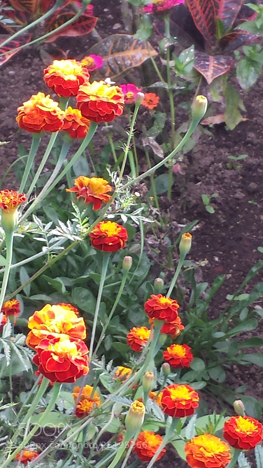 Samsung Galaxy S4 sample photo. Tagetes photography