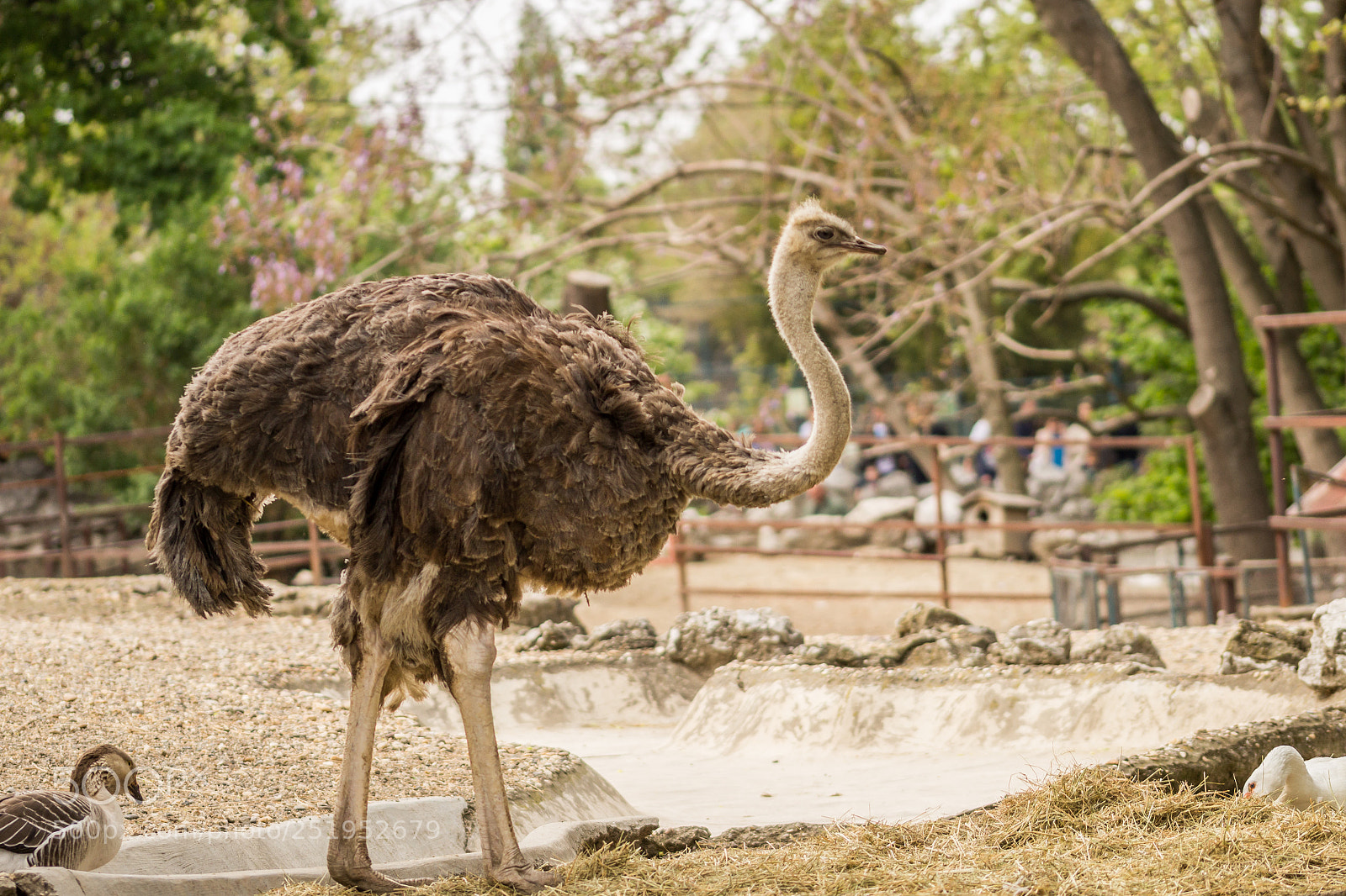 Canon EOS 600D (Rebel EOS T3i / EOS Kiss X5) sample photo. Ost photography