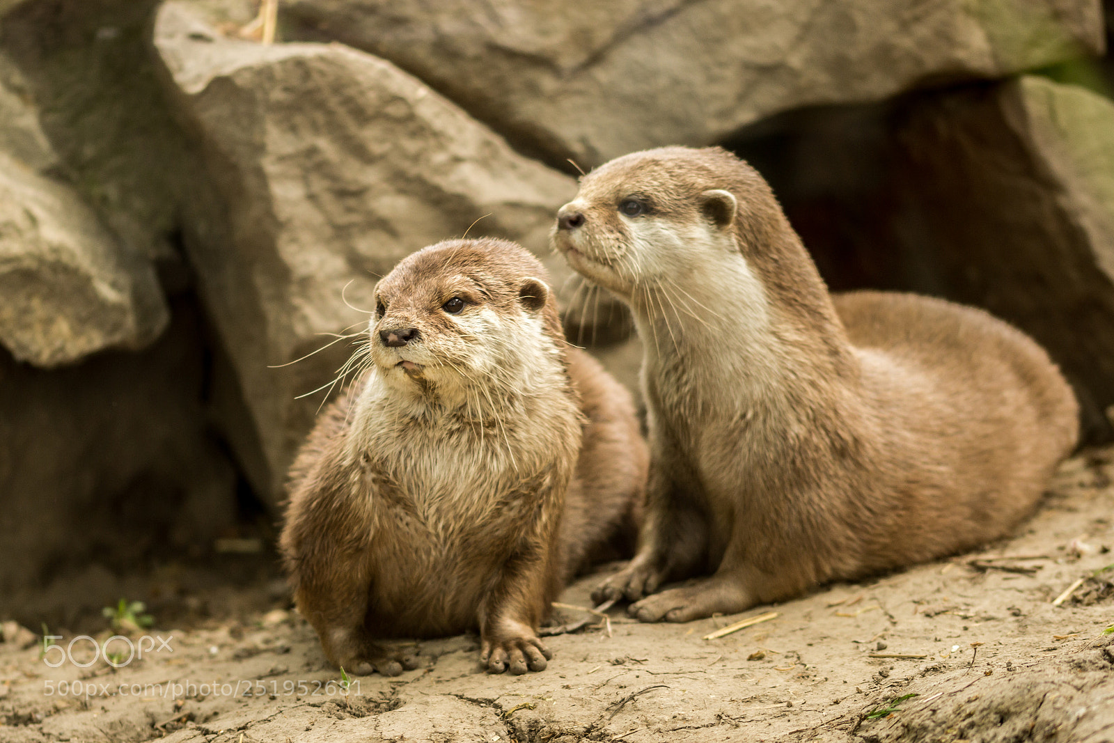 Canon EOS 600D (Rebel EOS T3i / EOS Kiss X5) sample photo. Otters :) photography