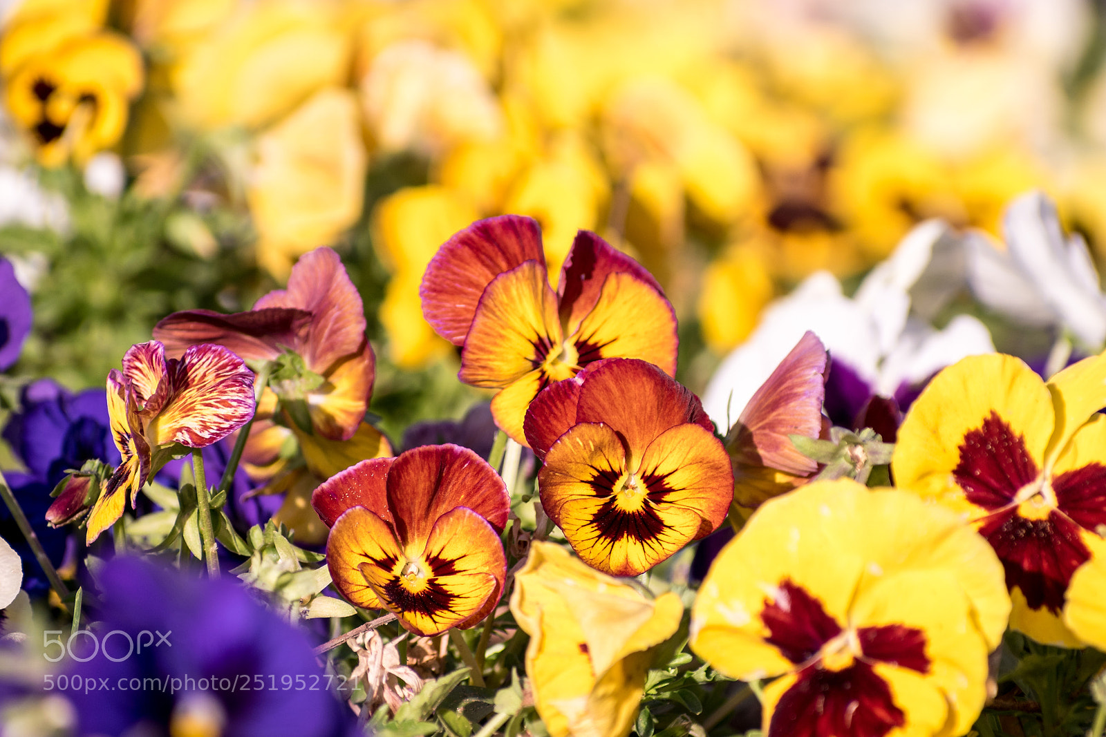 Nikon D5600 sample photo. The colors of spring photography