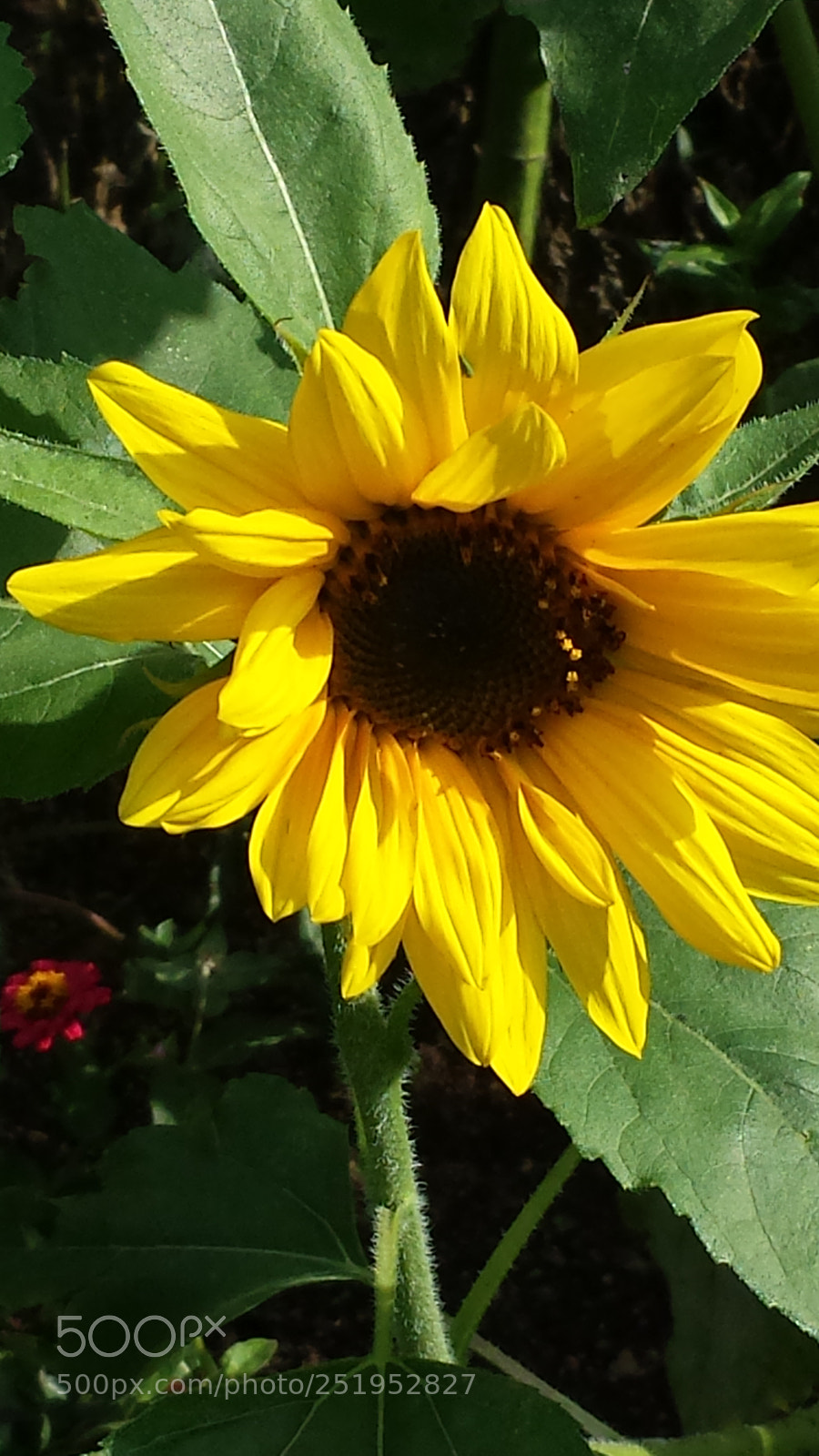 Samsung Galaxy S4 sample photo. Untitled photography