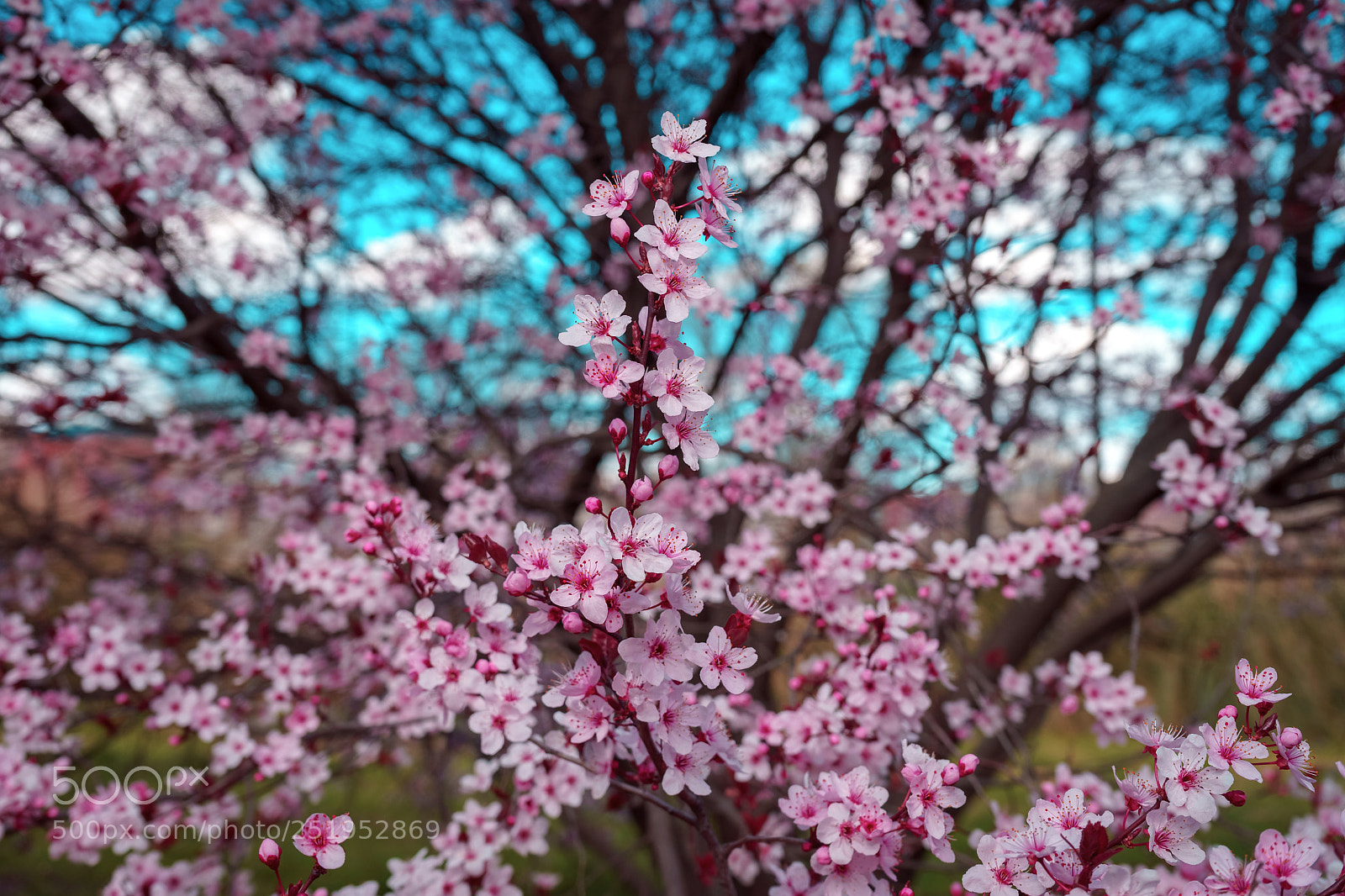 Sony a7 II sample photo. Cerezo photography
