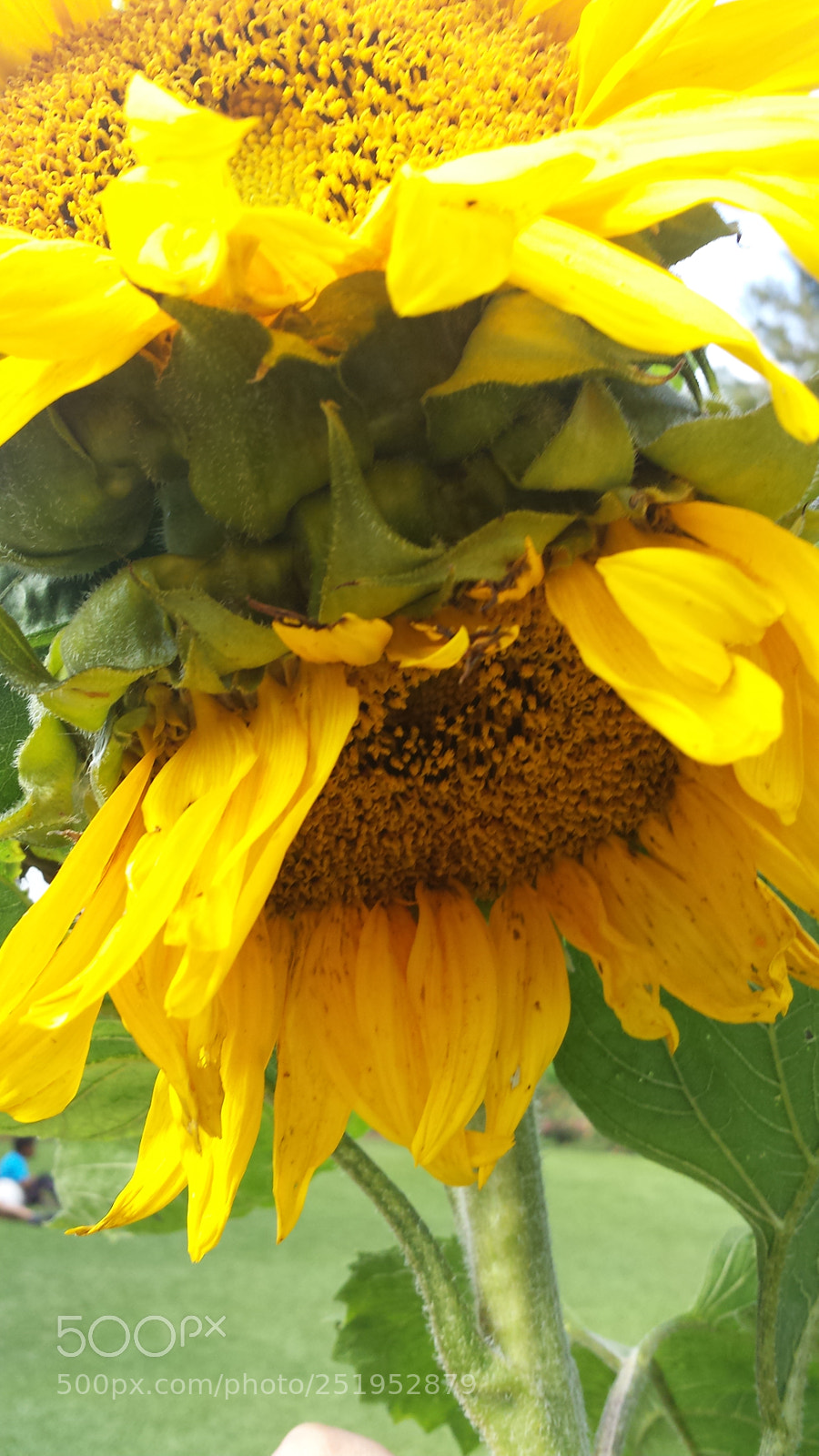 Samsung Galaxy S4 sample photo. Untitled photography