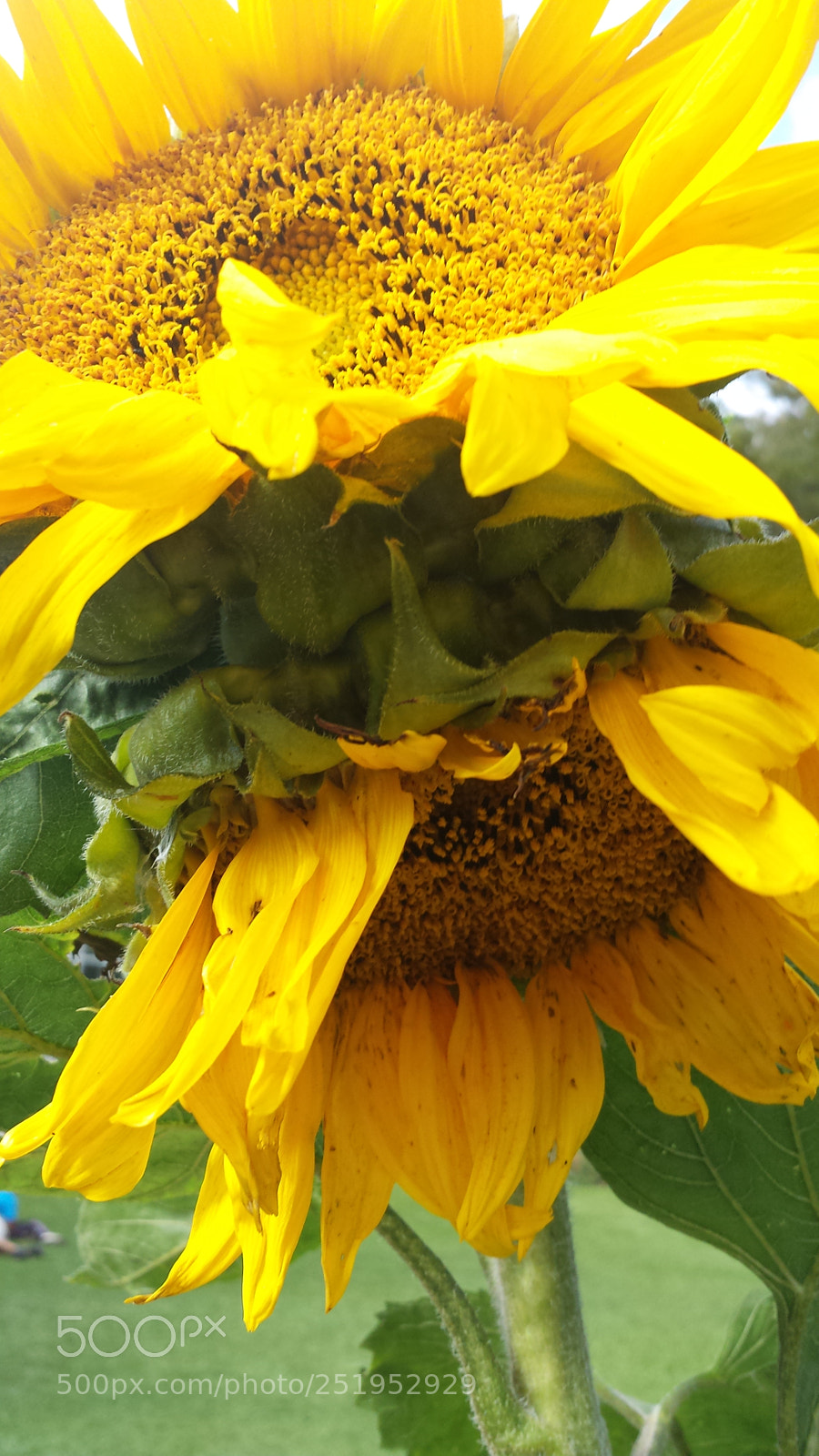 Samsung Galaxy S4 sample photo. Gemelos photography