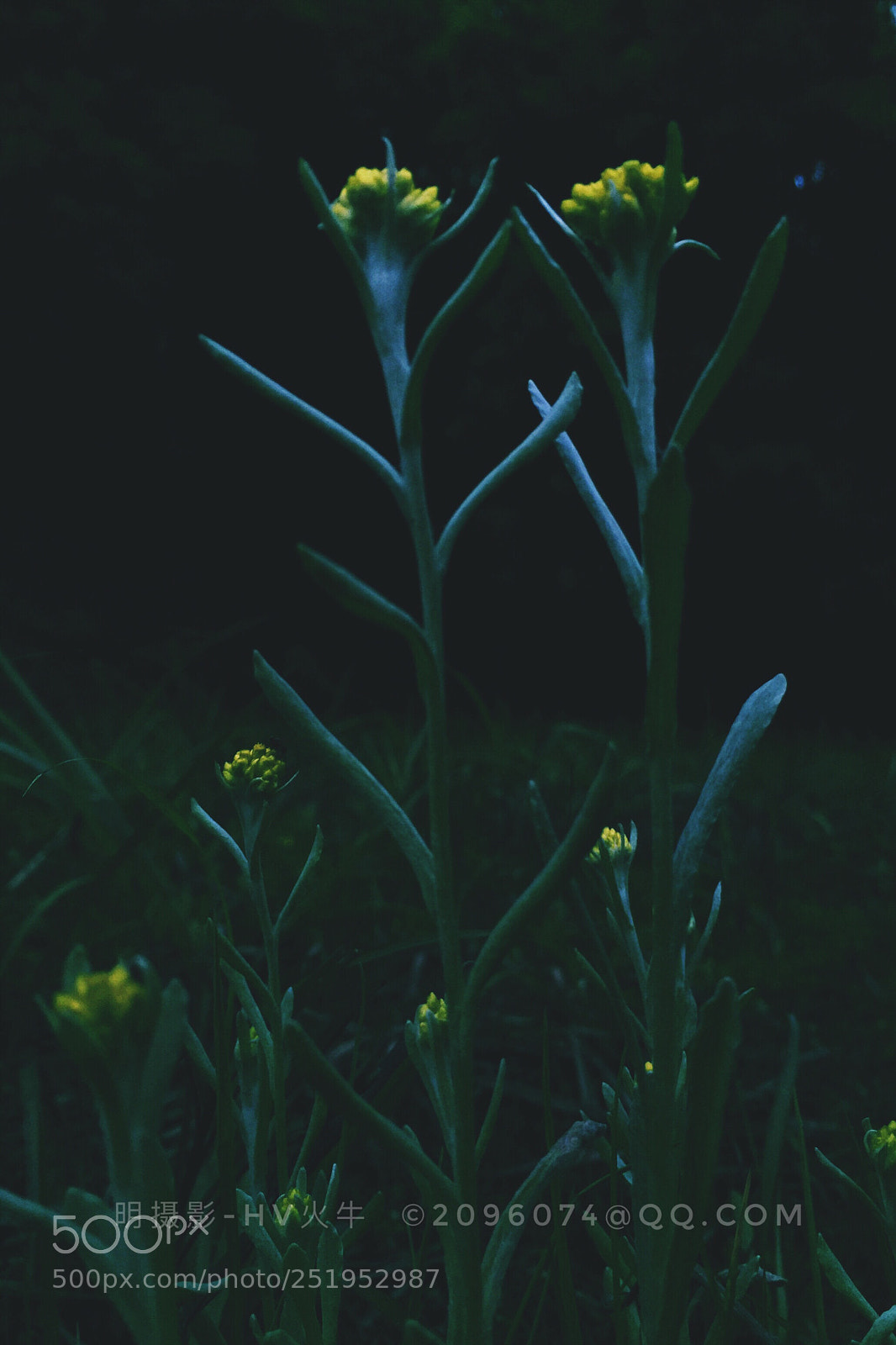 Apple iPhone 6 sample photo. Qingming grass dish photography
