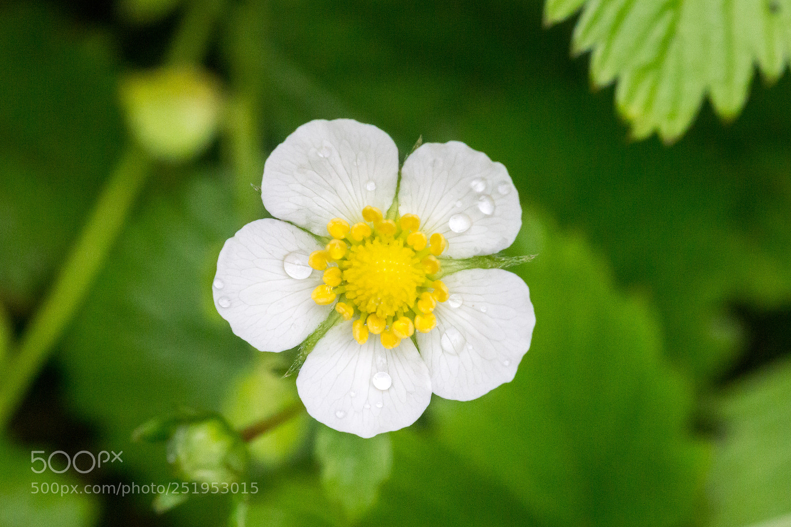 Canon EOS 600D (Rebel EOS T3i / EOS Kiss X5) sample photo. Rain drops flower photography