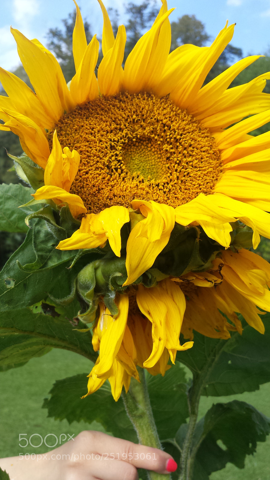 Samsung Galaxy S4 sample photo. Untitled photography
