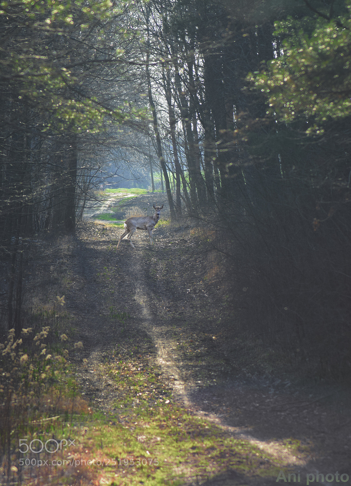 Nikon D5300 sample photo. Backlight photography