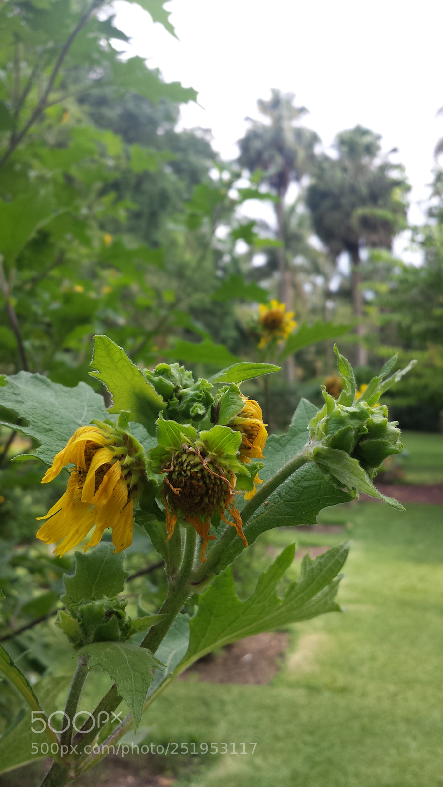Samsung Galaxy S4 sample photo. Untitled photography