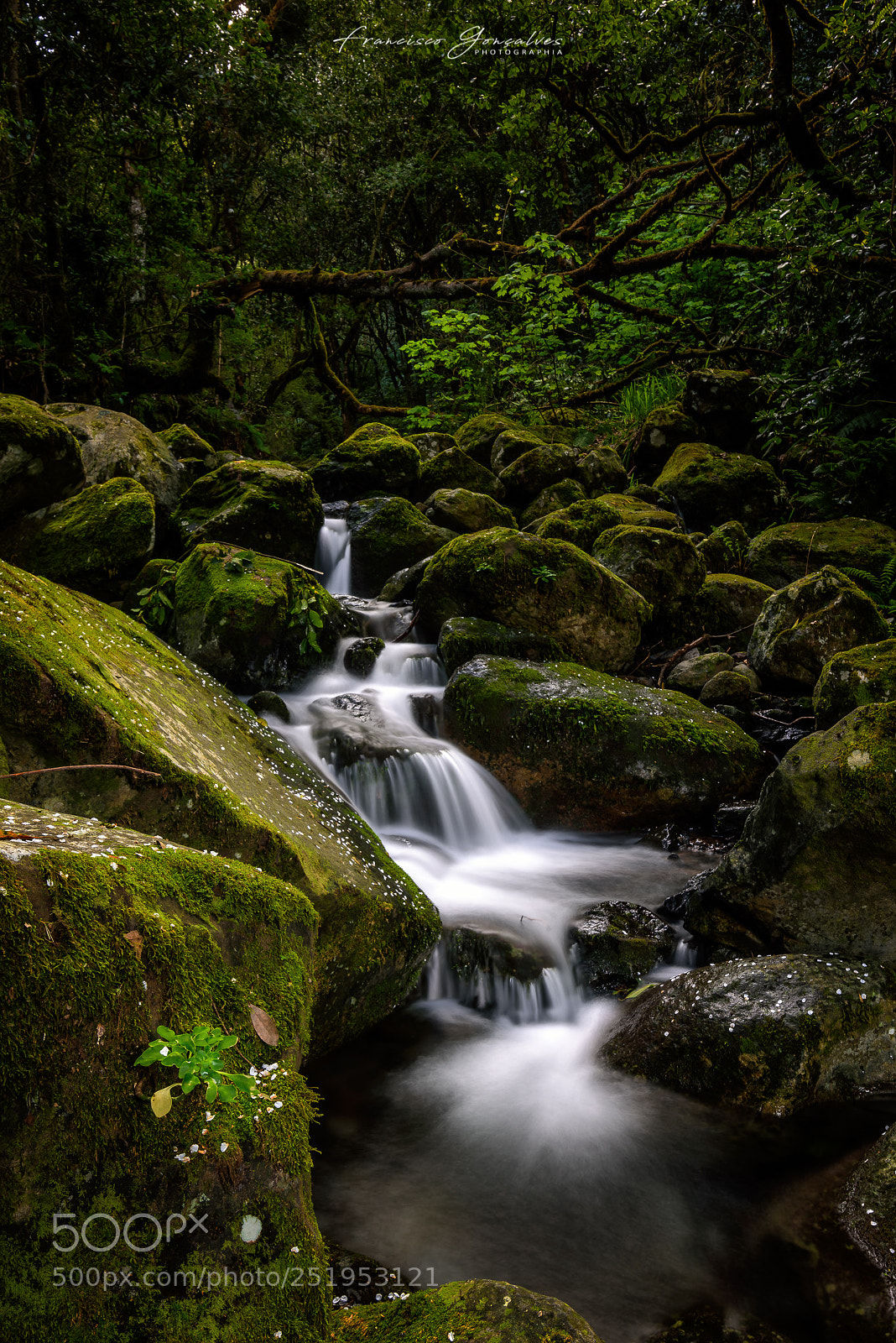 Nikon D810 sample photo. Complete green photography