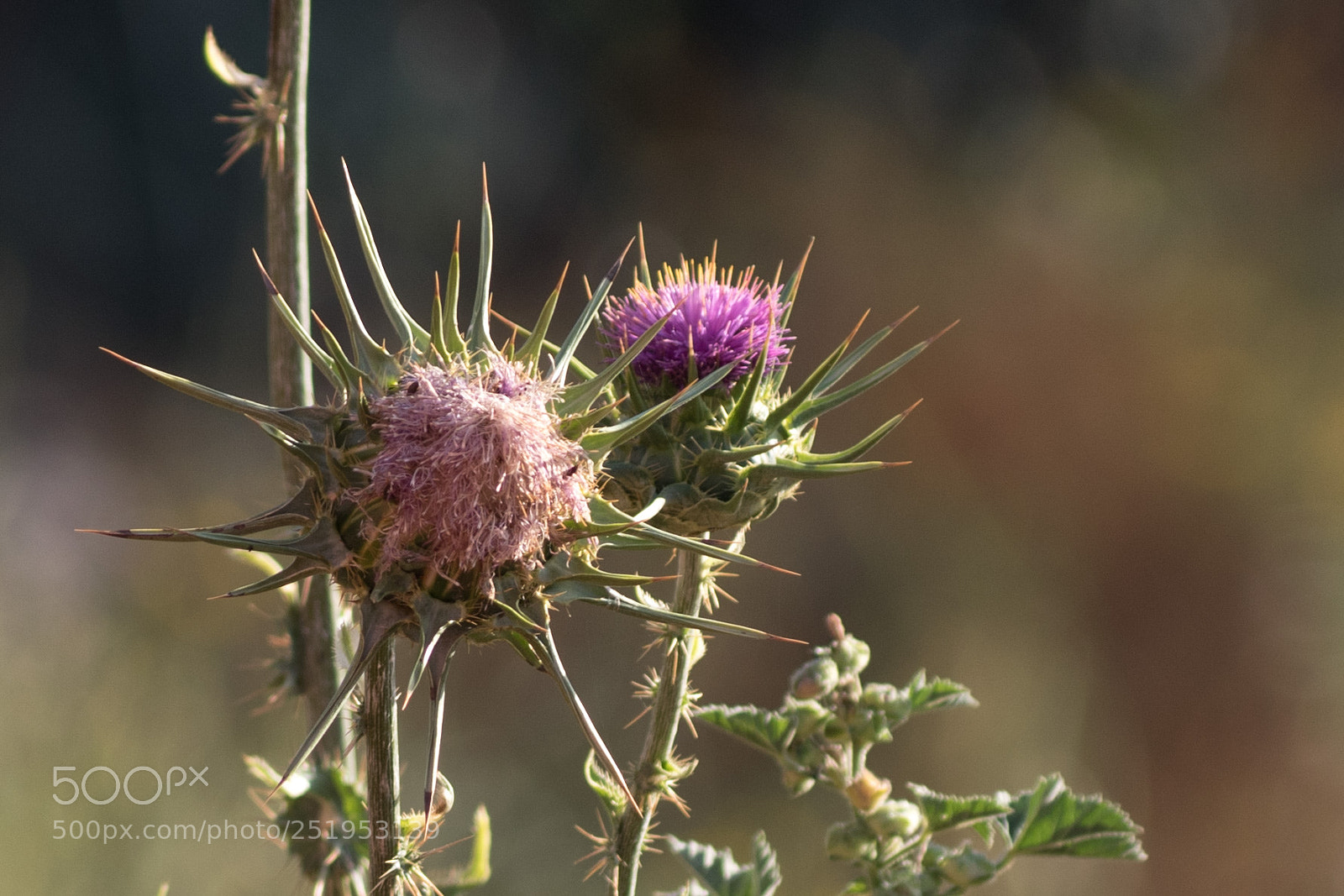 Nikon D5600 sample photo. Thistles photography