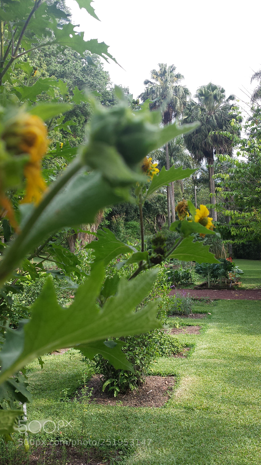 Samsung Galaxy S4 sample photo. Untitled photography
