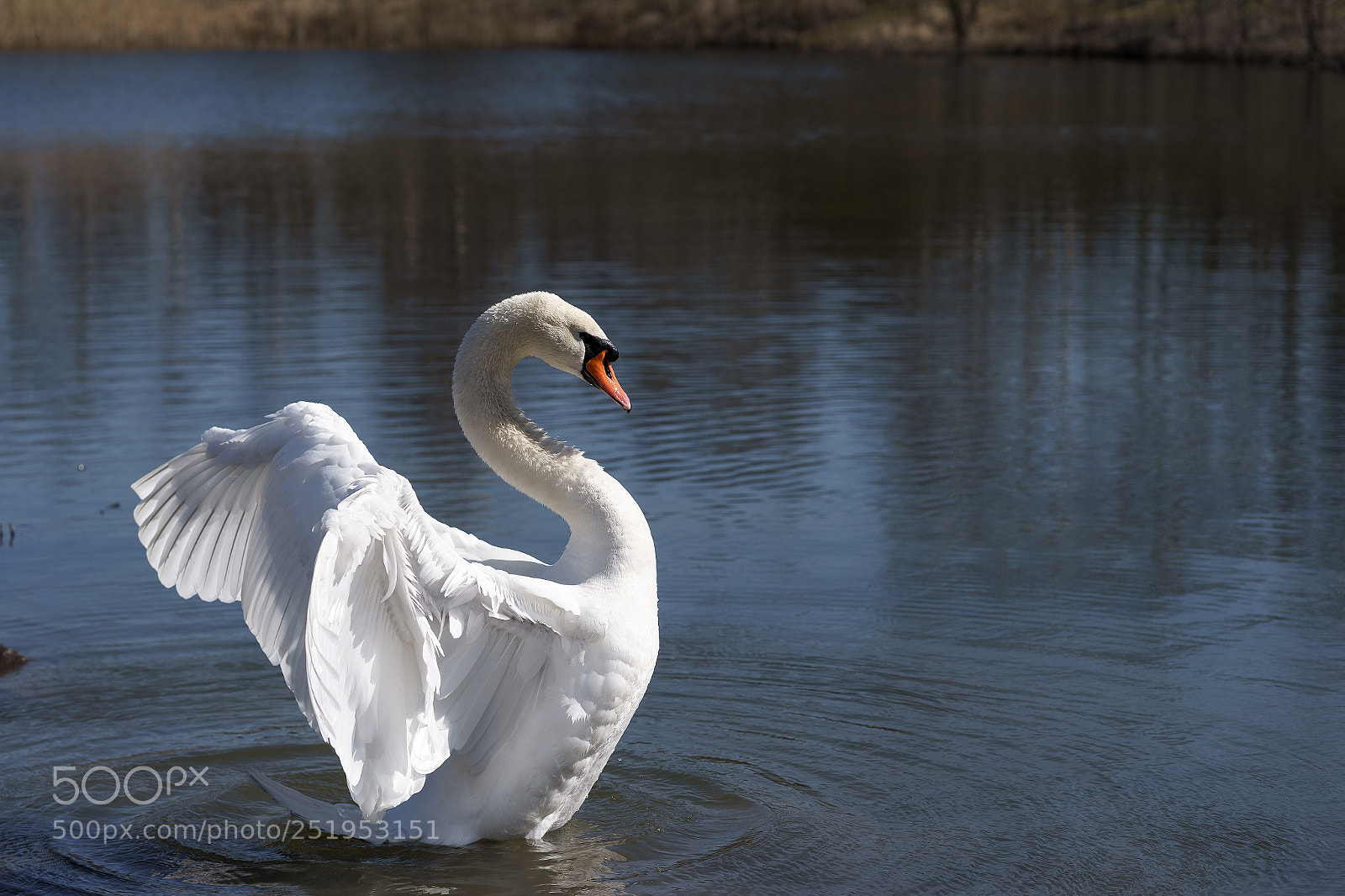 Sony a7 sample photo. Elegance photography