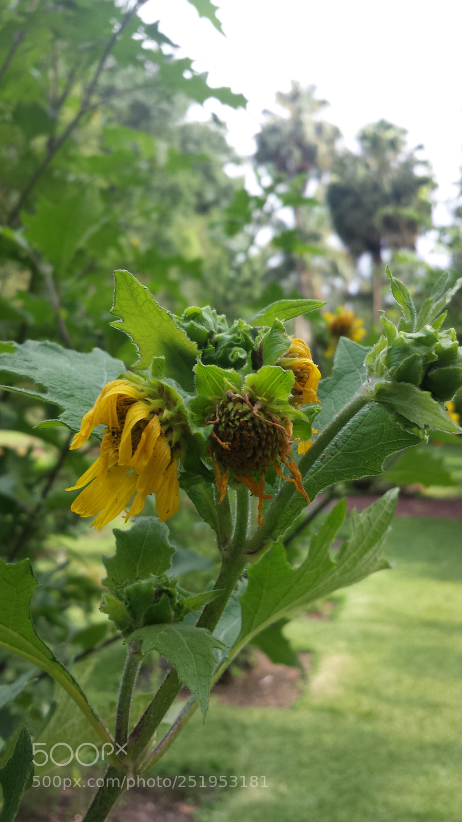 Samsung Galaxy S4 sample photo. Untitled photography