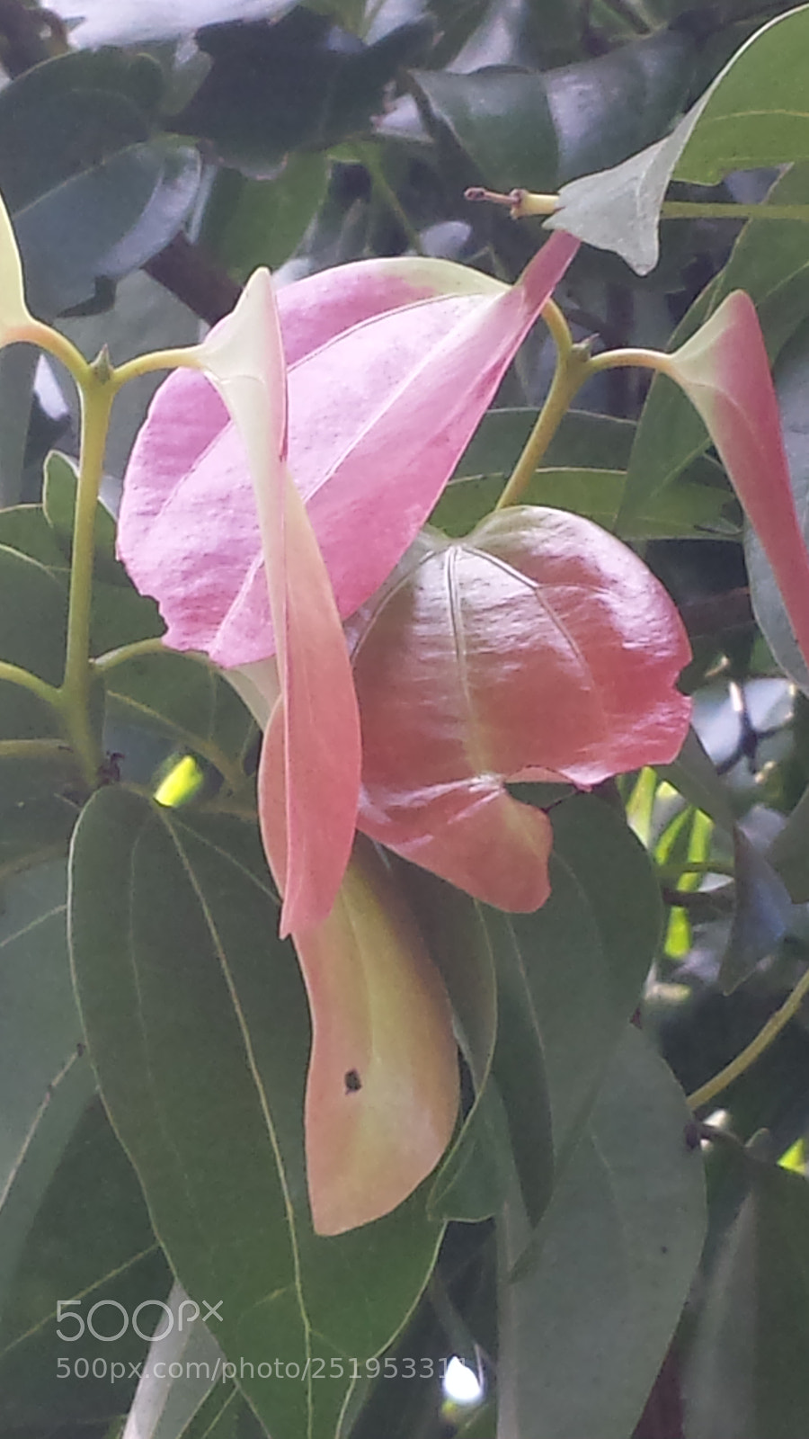Samsung Galaxy S4 sample photo. Untitled photography