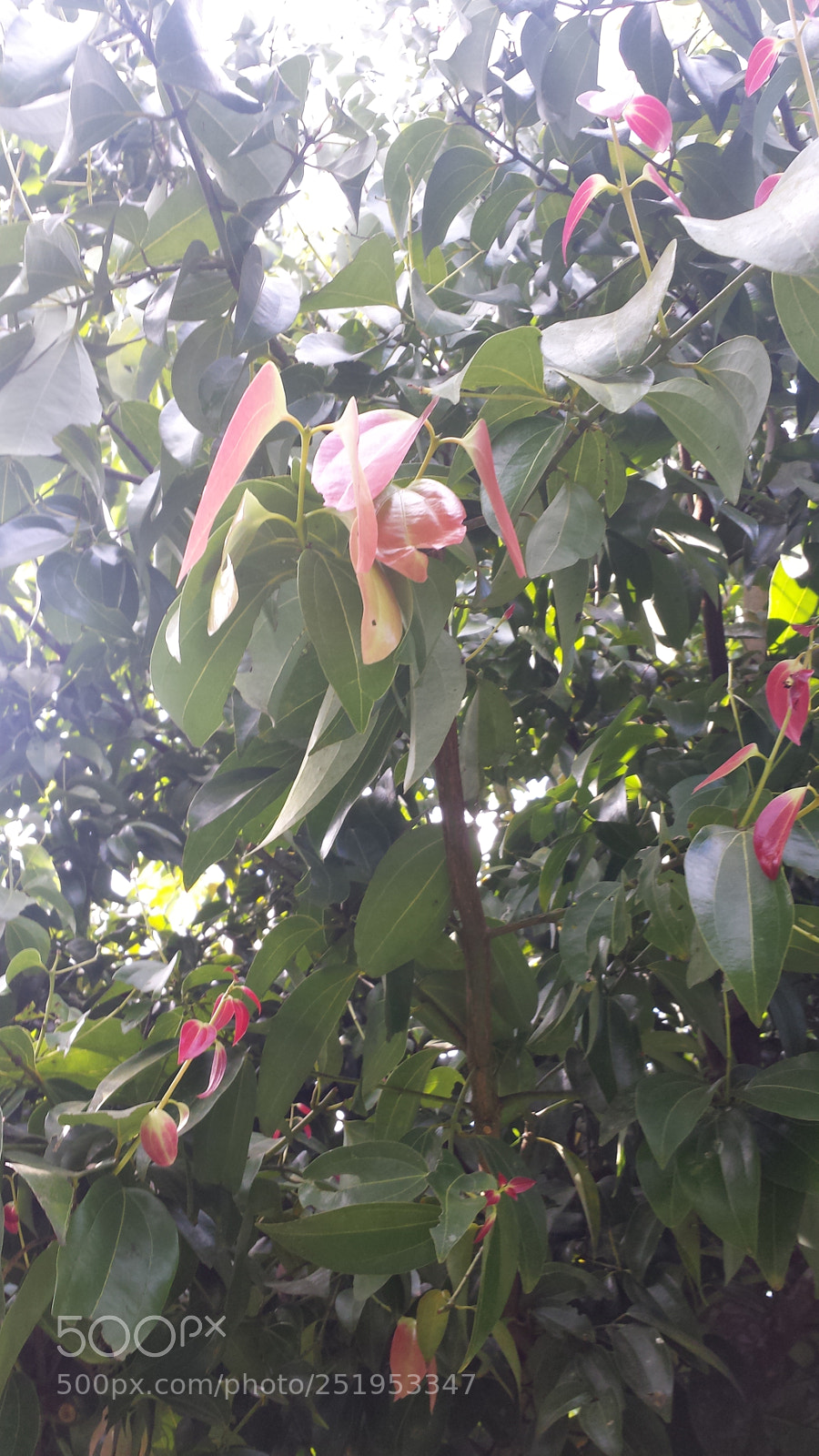 Samsung Galaxy S4 sample photo. Untitled photography