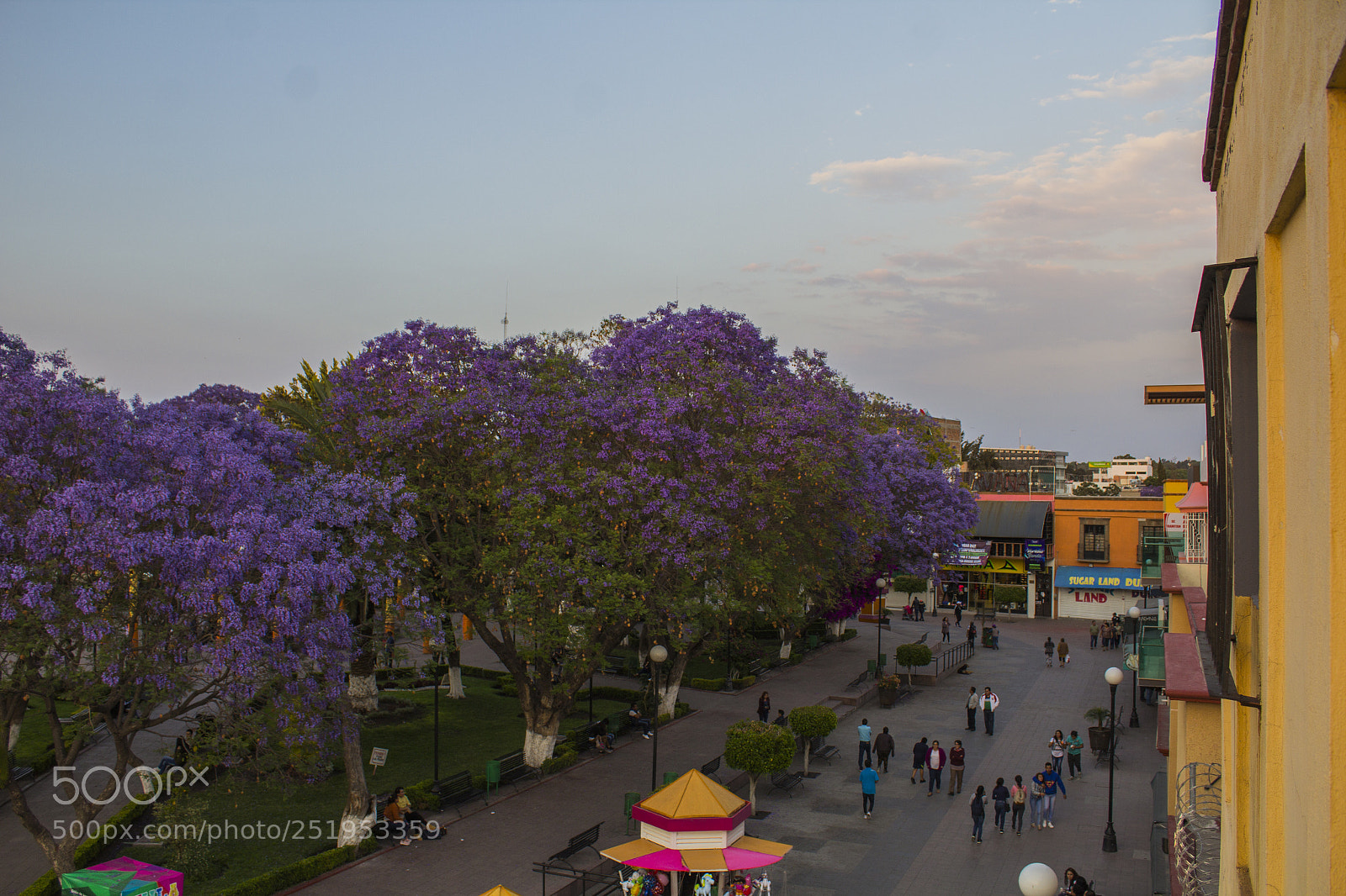 Canon EOS 1200D (EOS Rebel T5 / EOS Kiss X70 / EOS Hi) sample photo. Jacarandas photography