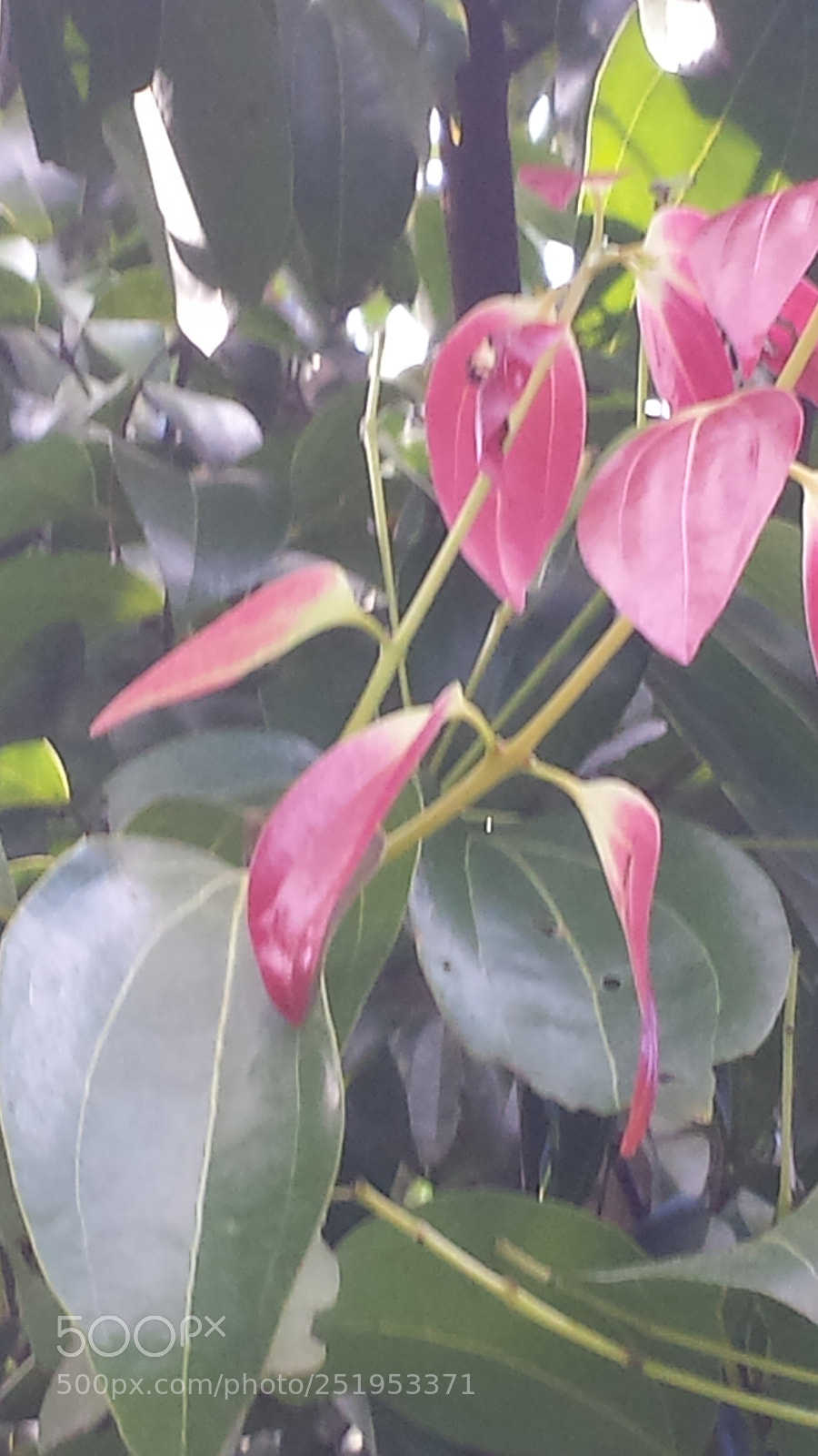 Samsung Galaxy S4 sample photo. Untitled photography