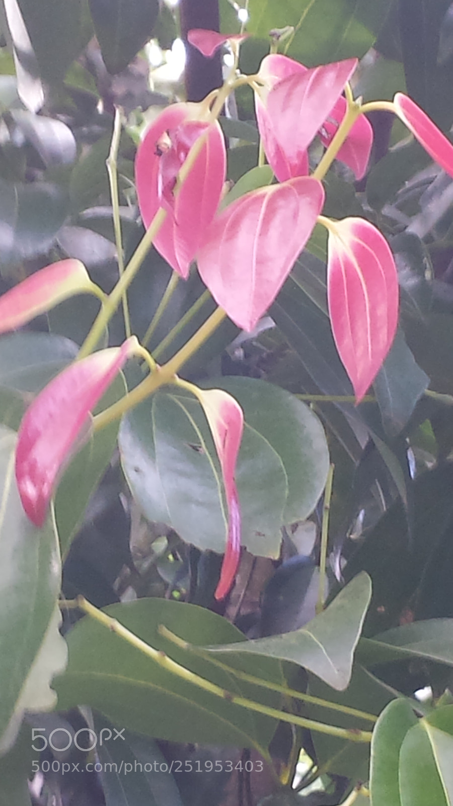 Samsung Galaxy S4 sample photo. Untitled photography