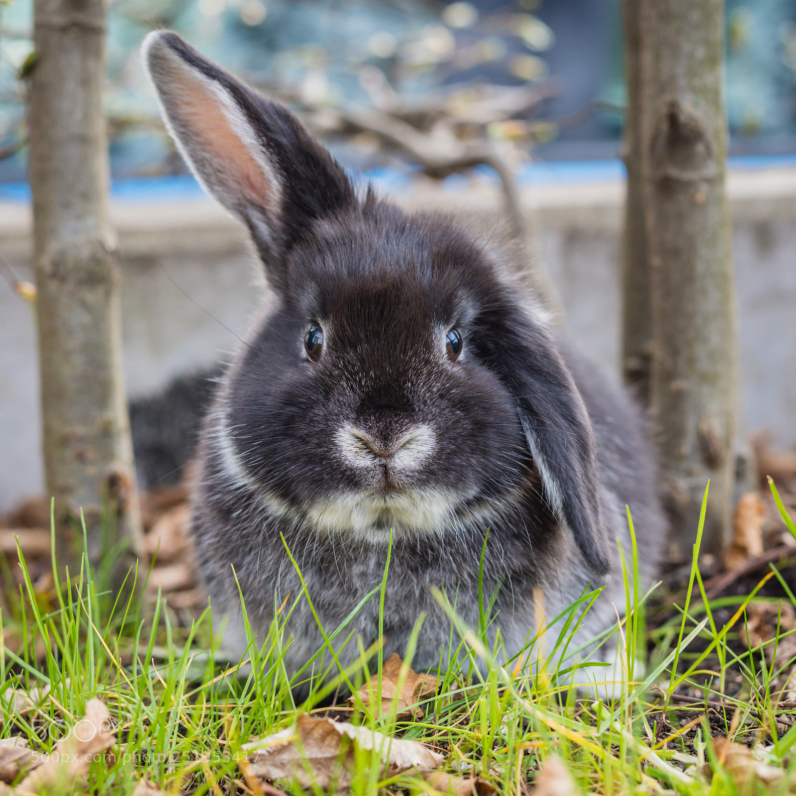 Olympus OM-D E-M1 Mark II sample photo. Unser neues haustier photography