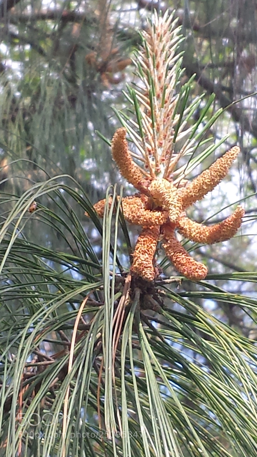 Samsung Galaxy S4 sample photo. Untitled photography