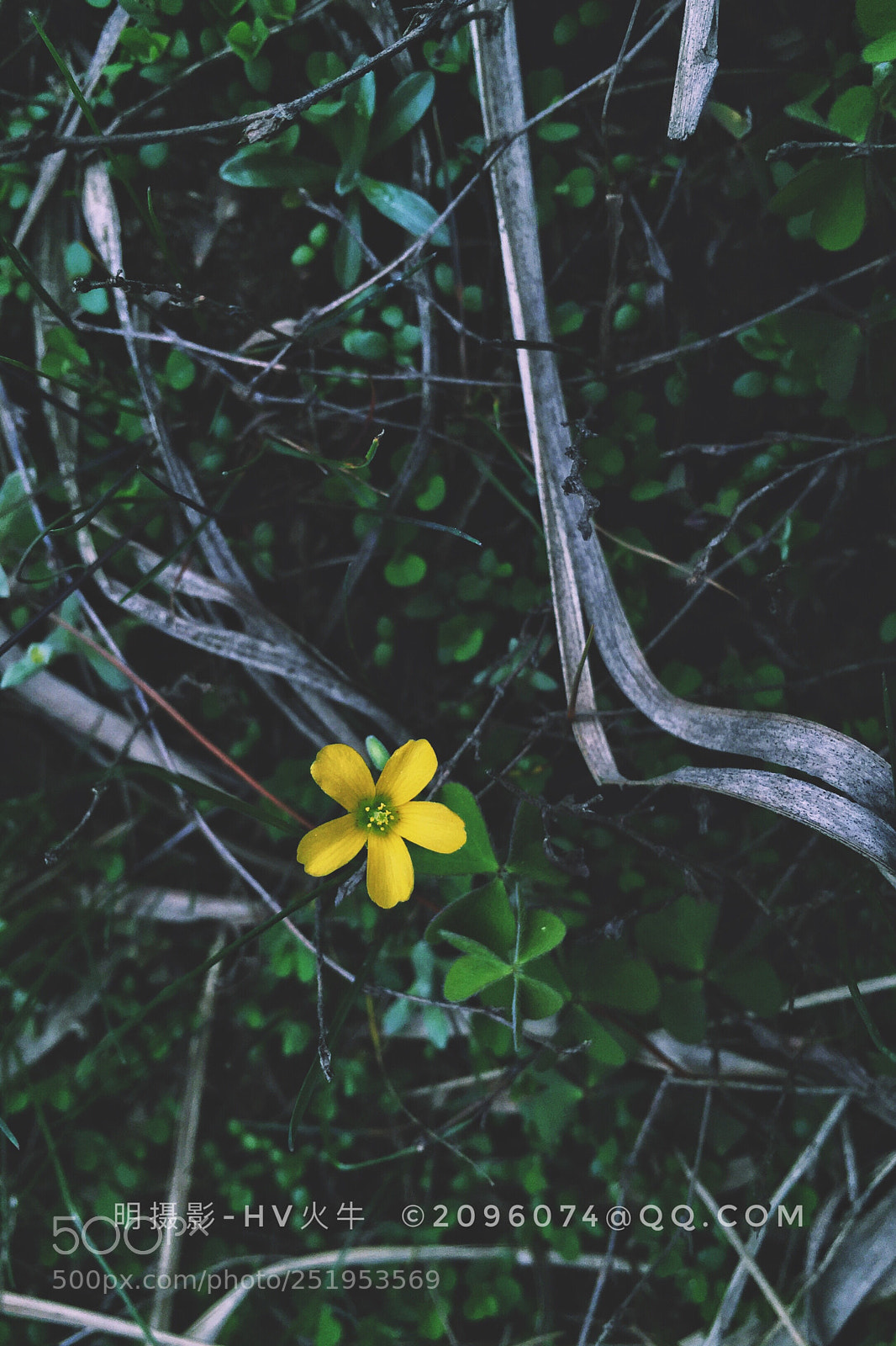 Apple iPhone 6 sample photo. Wild flower photography