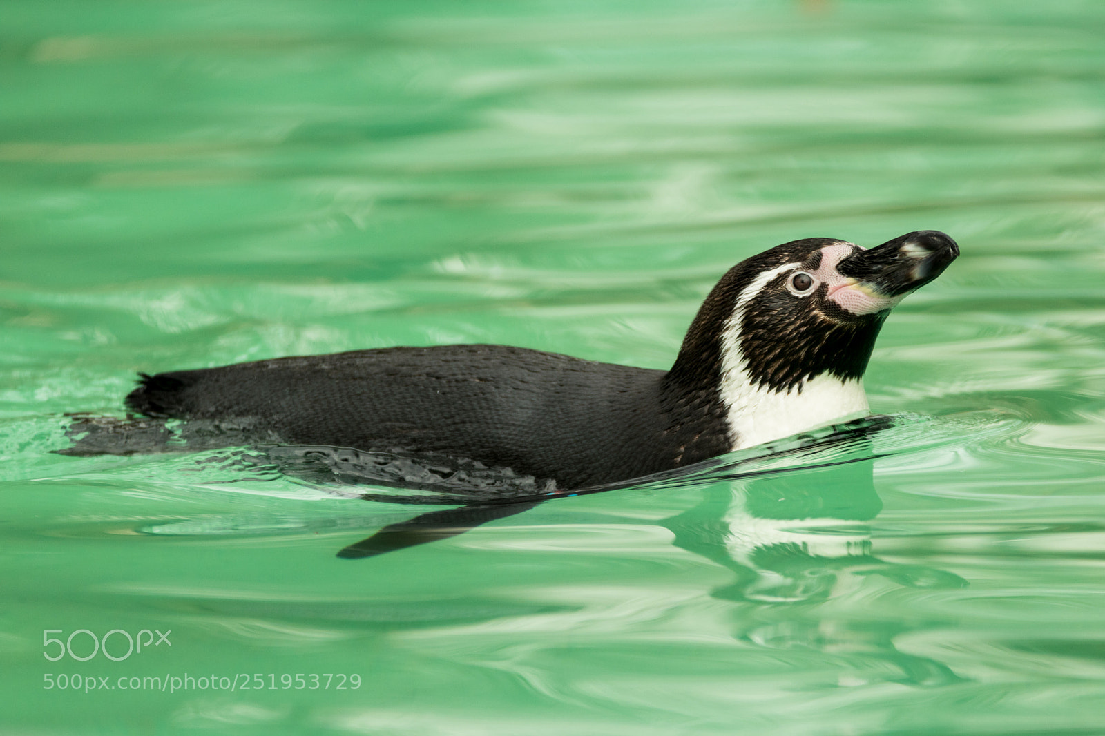 Canon EOS 750D (EOS Rebel T6i / EOS Kiss X8i) sample photo. Swimming penguin photography