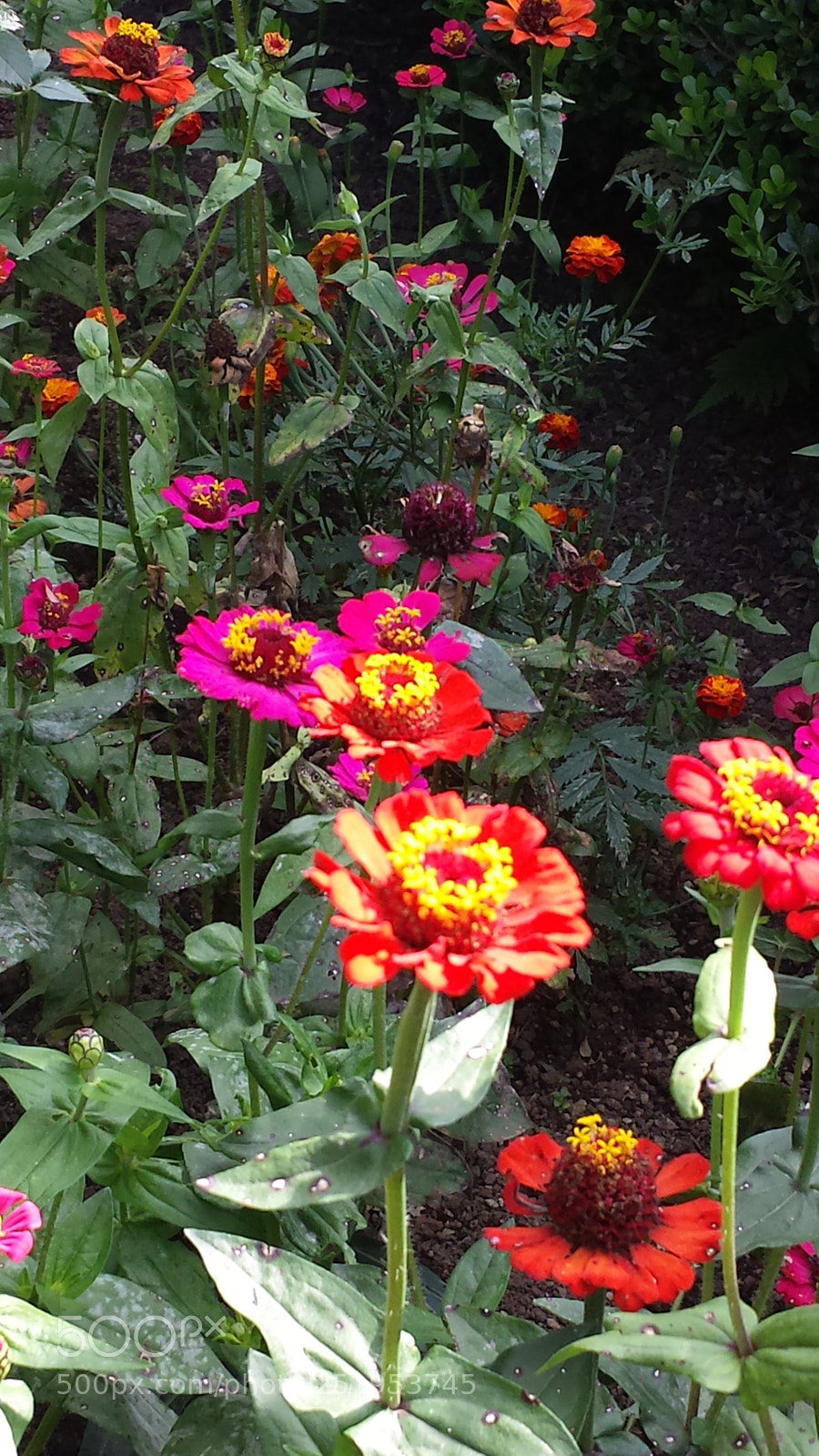 Samsung Galaxy S4 sample photo. Untitled photography