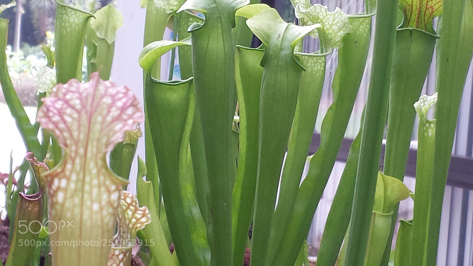 Samsung Galaxy S4 sample photo. Untitled photography