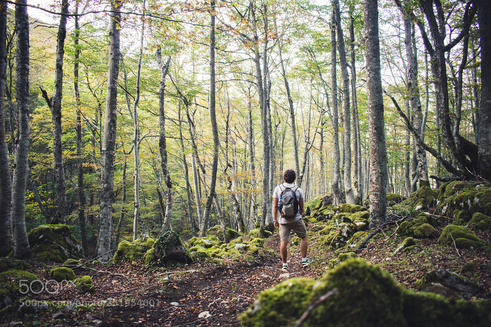 Nikon D3300 sample photo. The lost woods photography