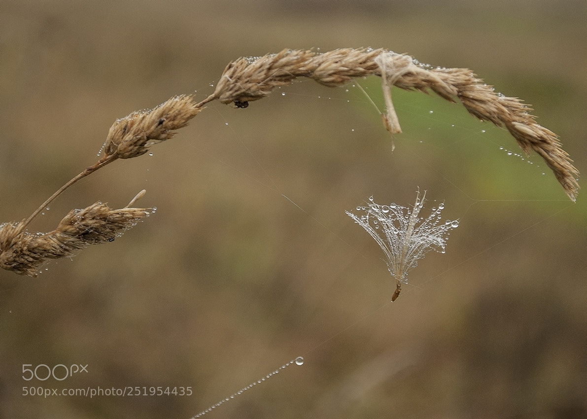Nikon D60 sample photo. По тонкому канату photography