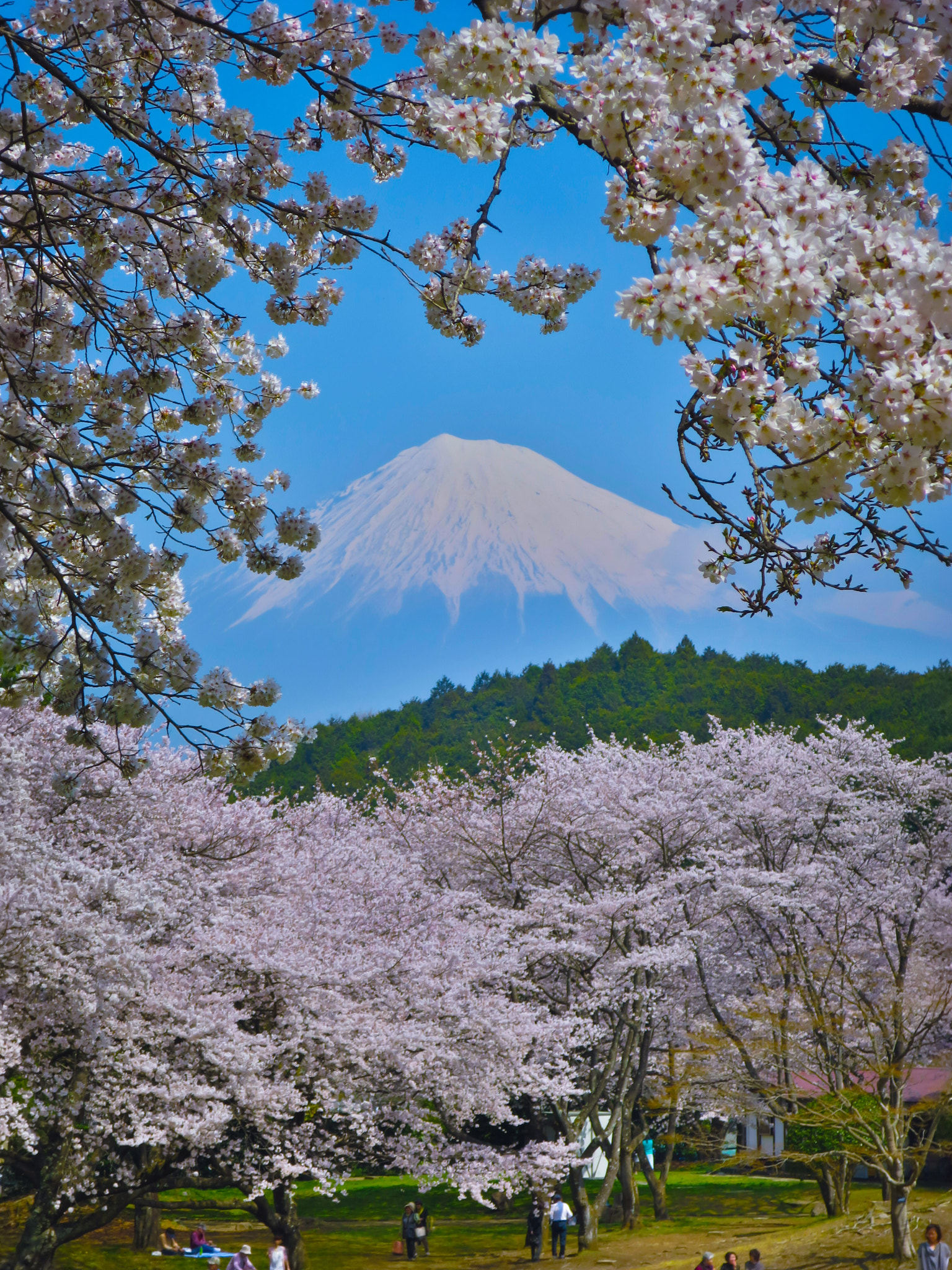 Canon PowerShot S120 sample photo. Mt. fuji seen from the window of cherry blossom photography