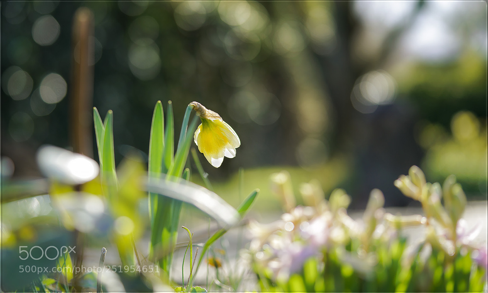 Sony a7R II sample photo. Voll aufgeblüht ... photography