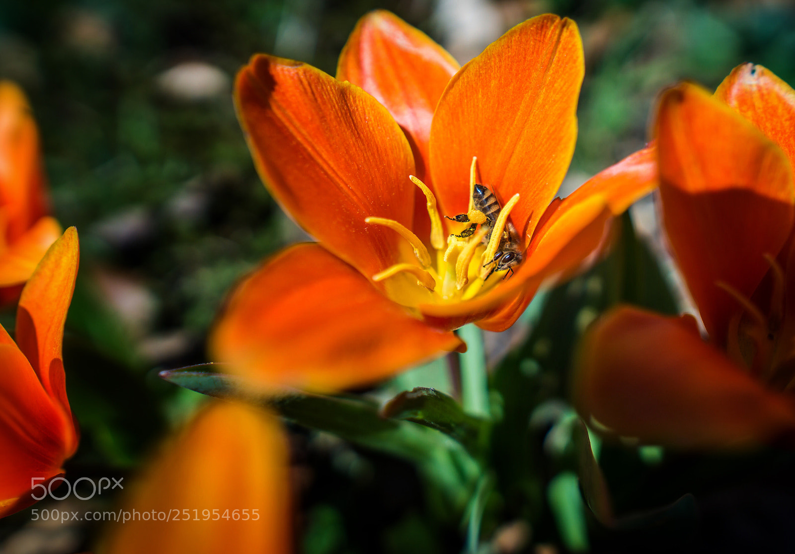 Sony a6000 sample photo. Biene
blume photography