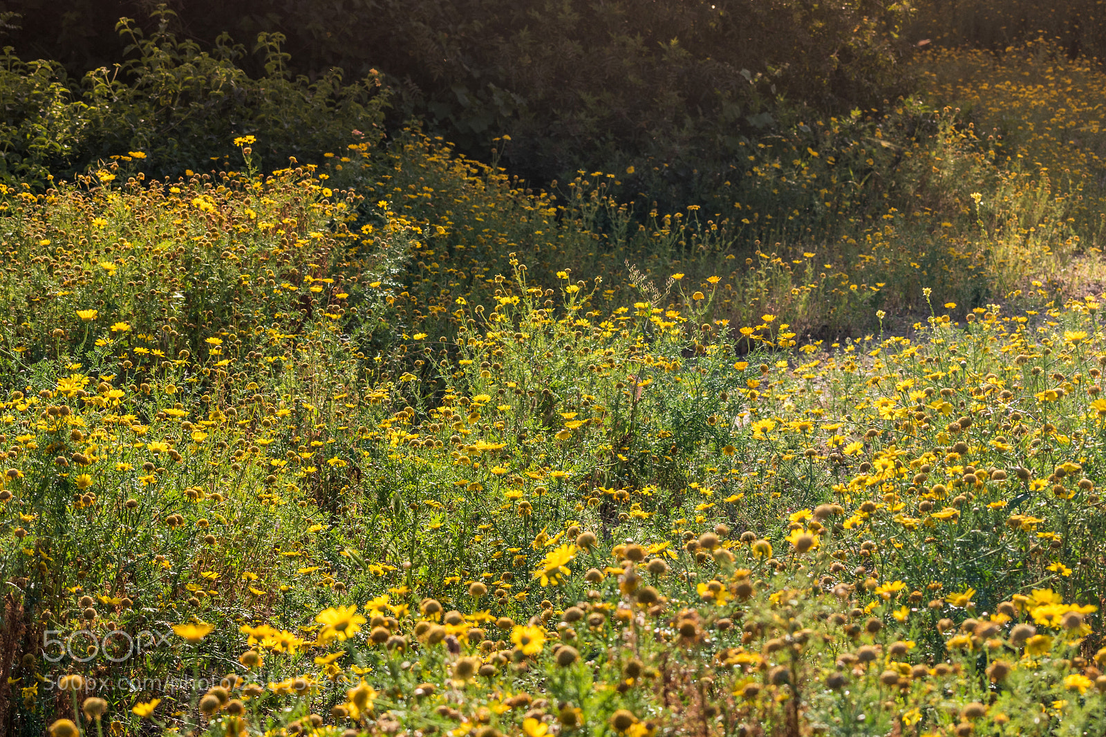 Nikon D5600 sample photo. Depth of field photography