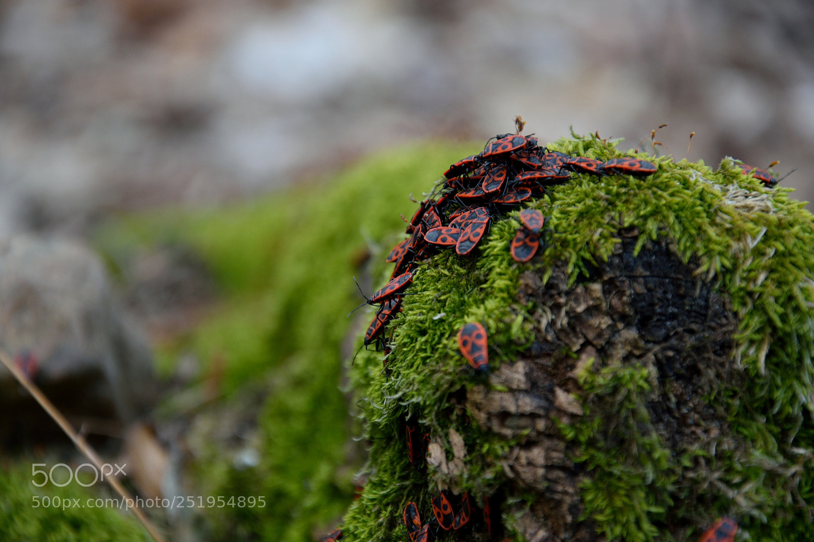 Nikon D3300 sample photo. Insects photography