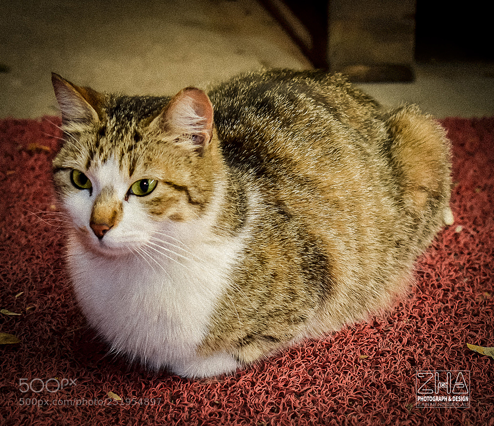 Nikon D5300 sample photo. Zzzzzzzzzzzzzz photography