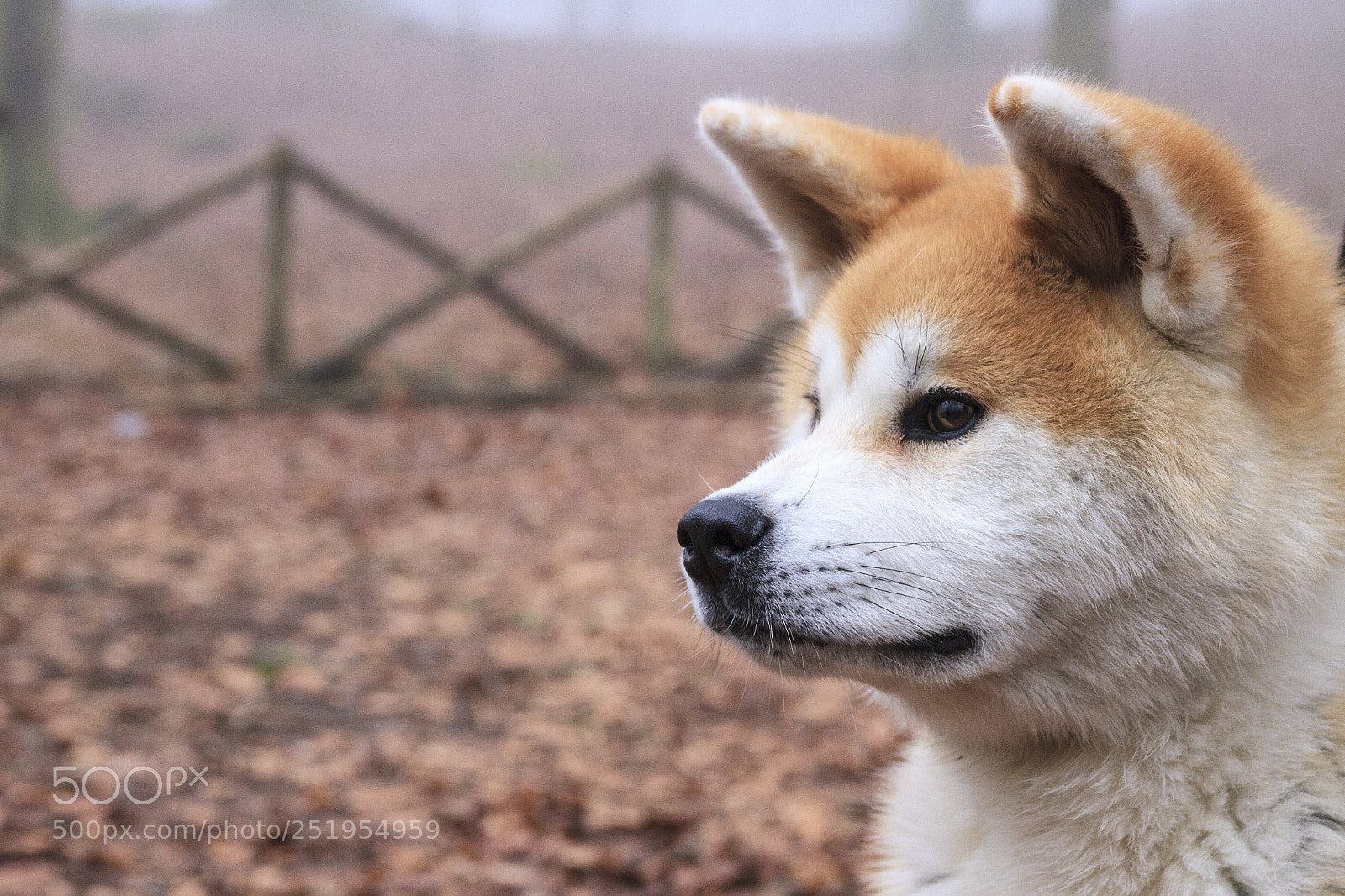 Canon EOS 7D sample photo. Dog photography